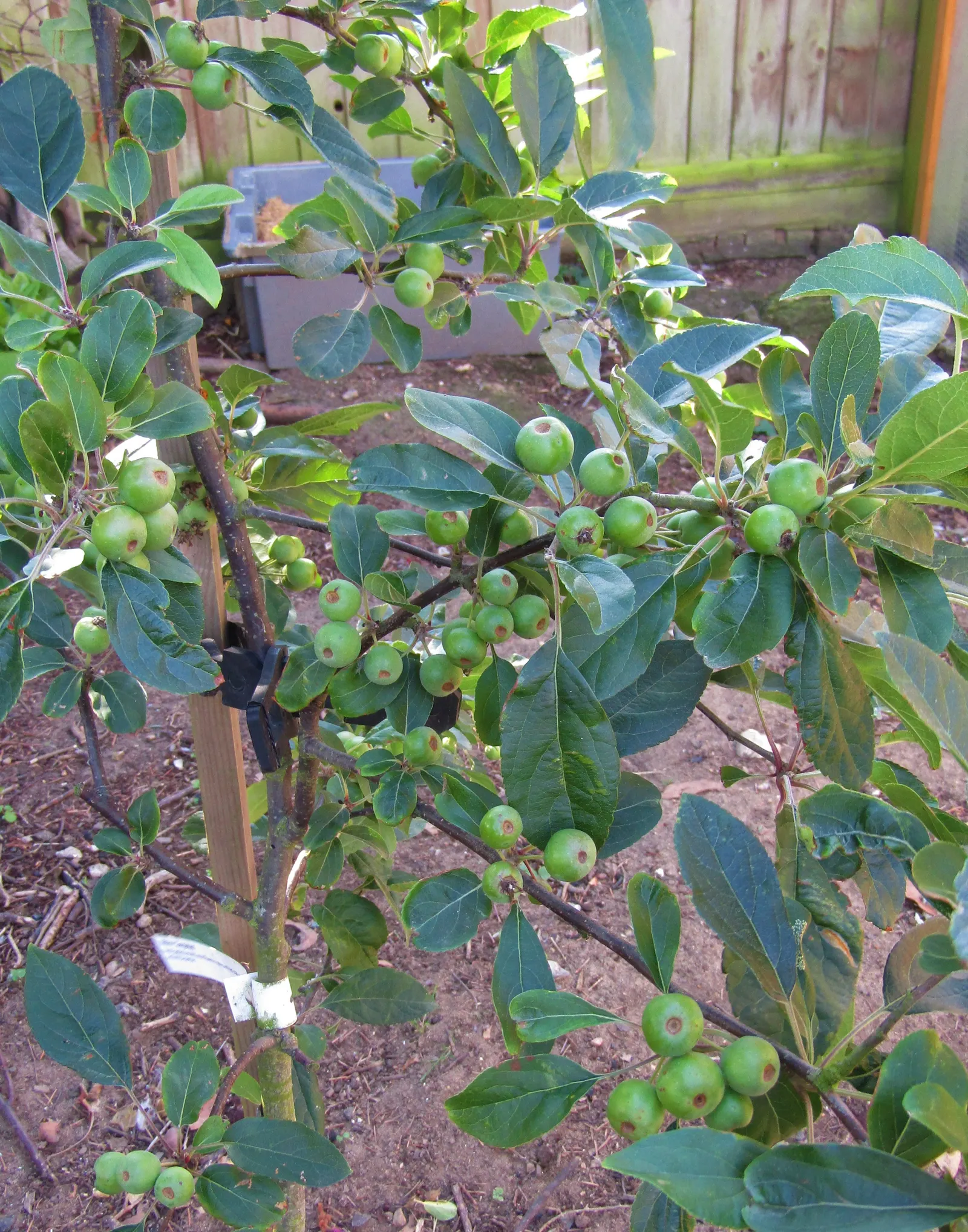 European Crabapple (Malus Sylvestris) — the tree's foliage turns into a striking autumnal display of rich yellows and oranges; ideal for smaller gardens, it
