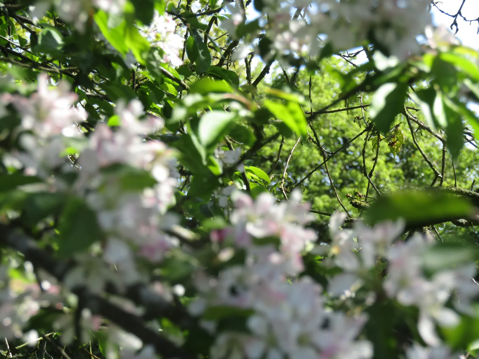 European Crabapple (Malus Sylvestris) — It thrives in full sun to partial shade; preferring full sun, it adapts to various soils, offering moderate drought
