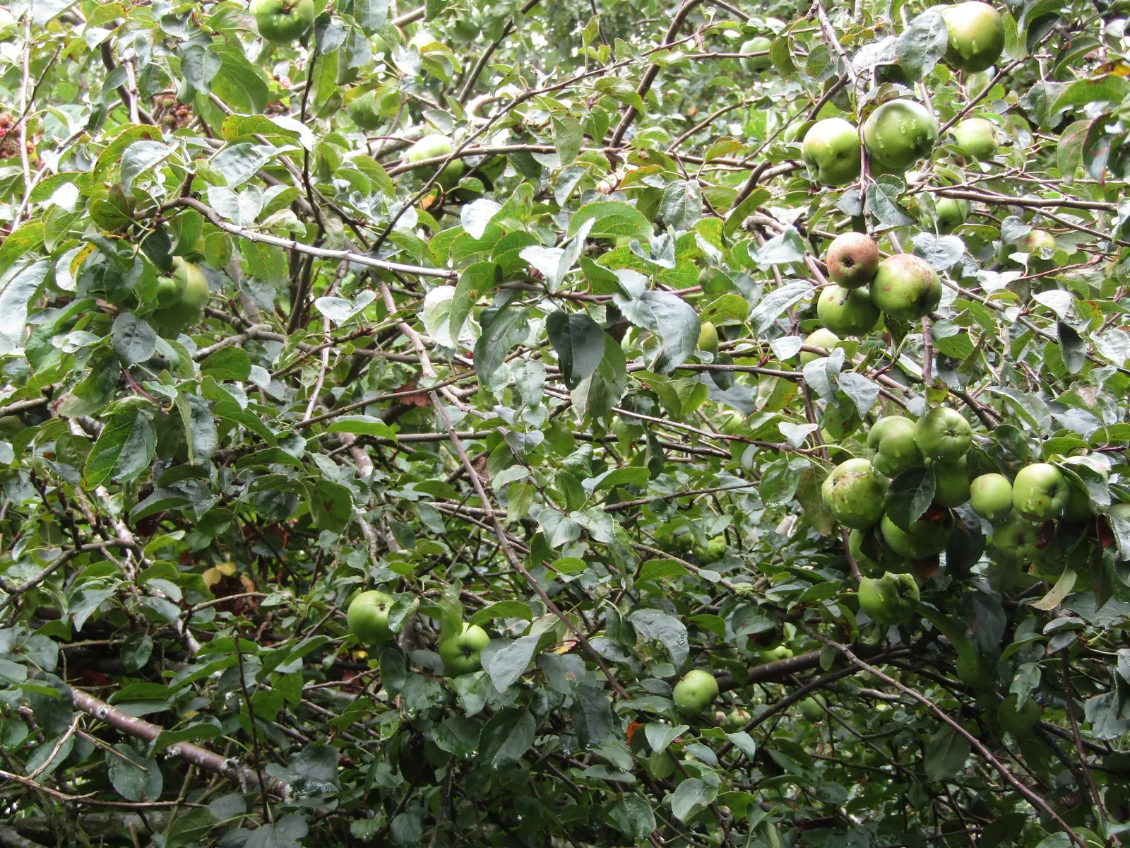 European Crabapple (Malus Sylvestris) — typically reaching an ultimate height of 15 to 20 feet; rounded canopy and robust branching structure