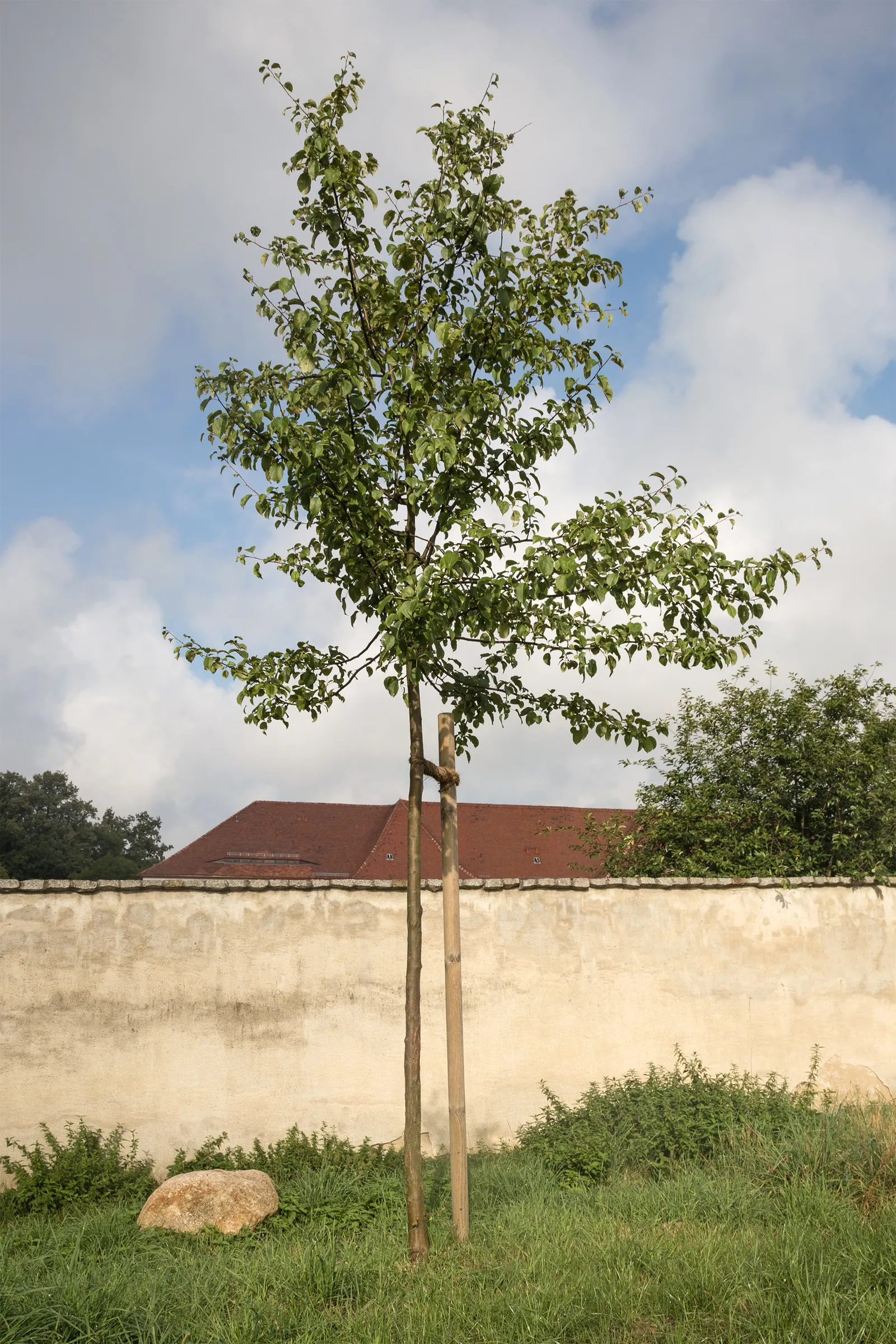 European Crabapple (Malus Sylvestris) — It thrives in full sun to partial shade