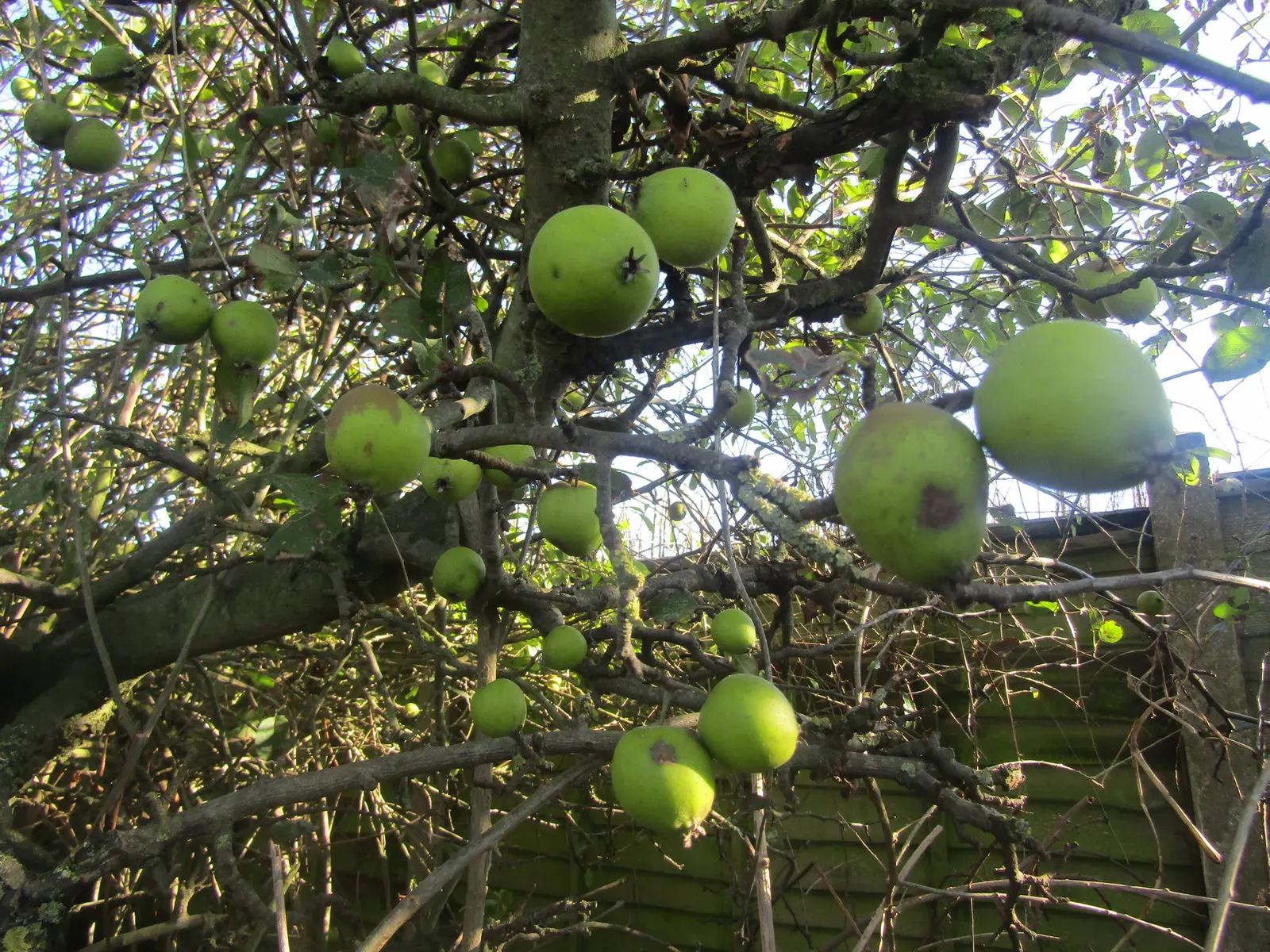 European Crabapple (Malus Sylvestris) — As the seasons transition; the European Crabapple (Malus sylvestris)