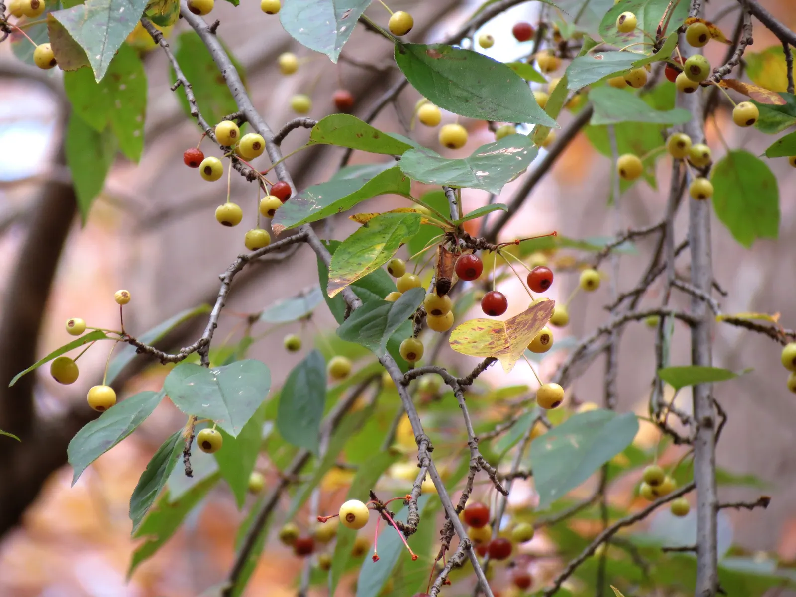 European Crabapple (Malus Sylvestris) — generally maturing in late summer to fall