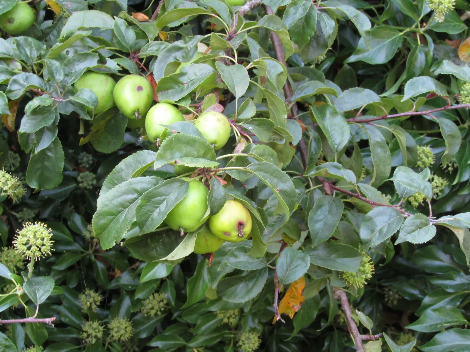 European Crabapple (Malus Sylvestris) — This species is celebrated for its adaptability to a range of soil types, provided they are well-drained; tree for full
