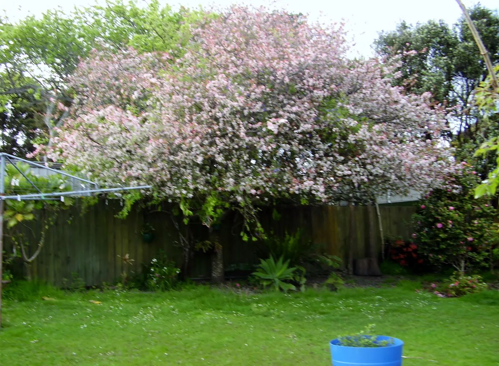 European Crabapple (Malus Sylvestris) — so monitoring and maintenance may be required