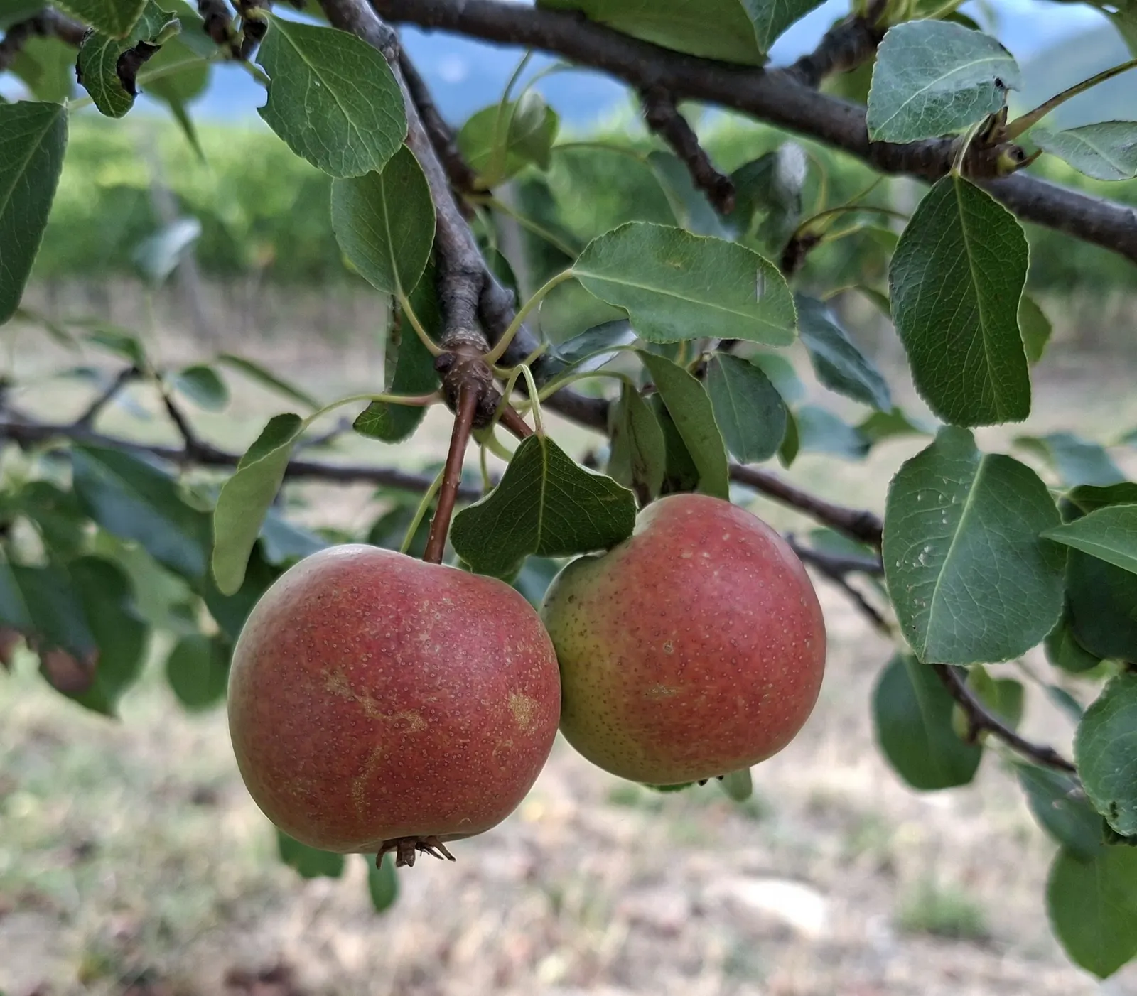 European Crabapple (Malus Sylvestris) — with colors ranging from white to soft pink