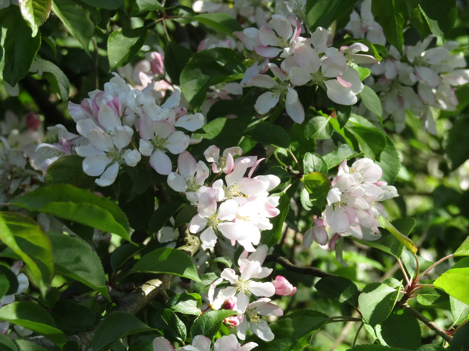 European Crabapple (Malus Sylvestris) — with colors ranging from white to soft pink, image 41