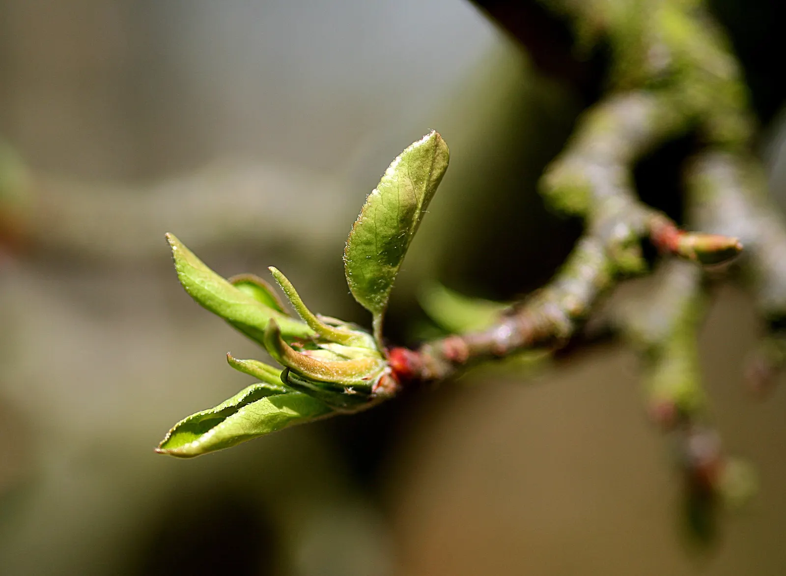European Crabapple (Malus Sylvestris) — which can provide focal interest or even serve as a natural privacy screen