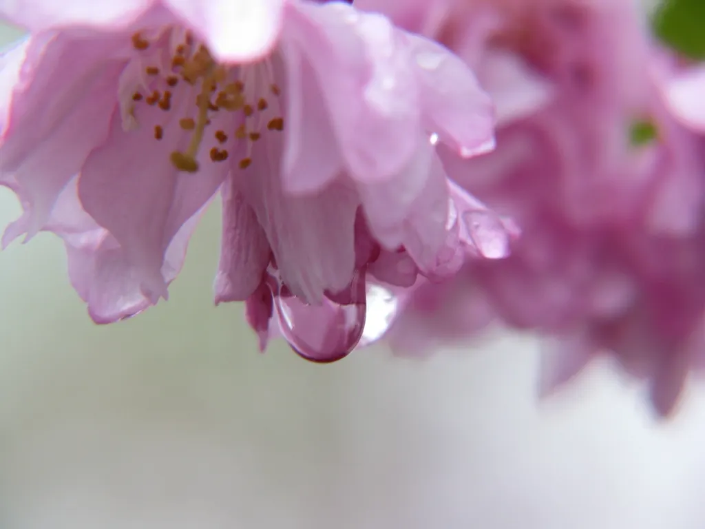 European Crabapple (Malus Sylvestris) — This resilient tree is relatively disease-resistant but can be susceptible to common apple tree afflictions