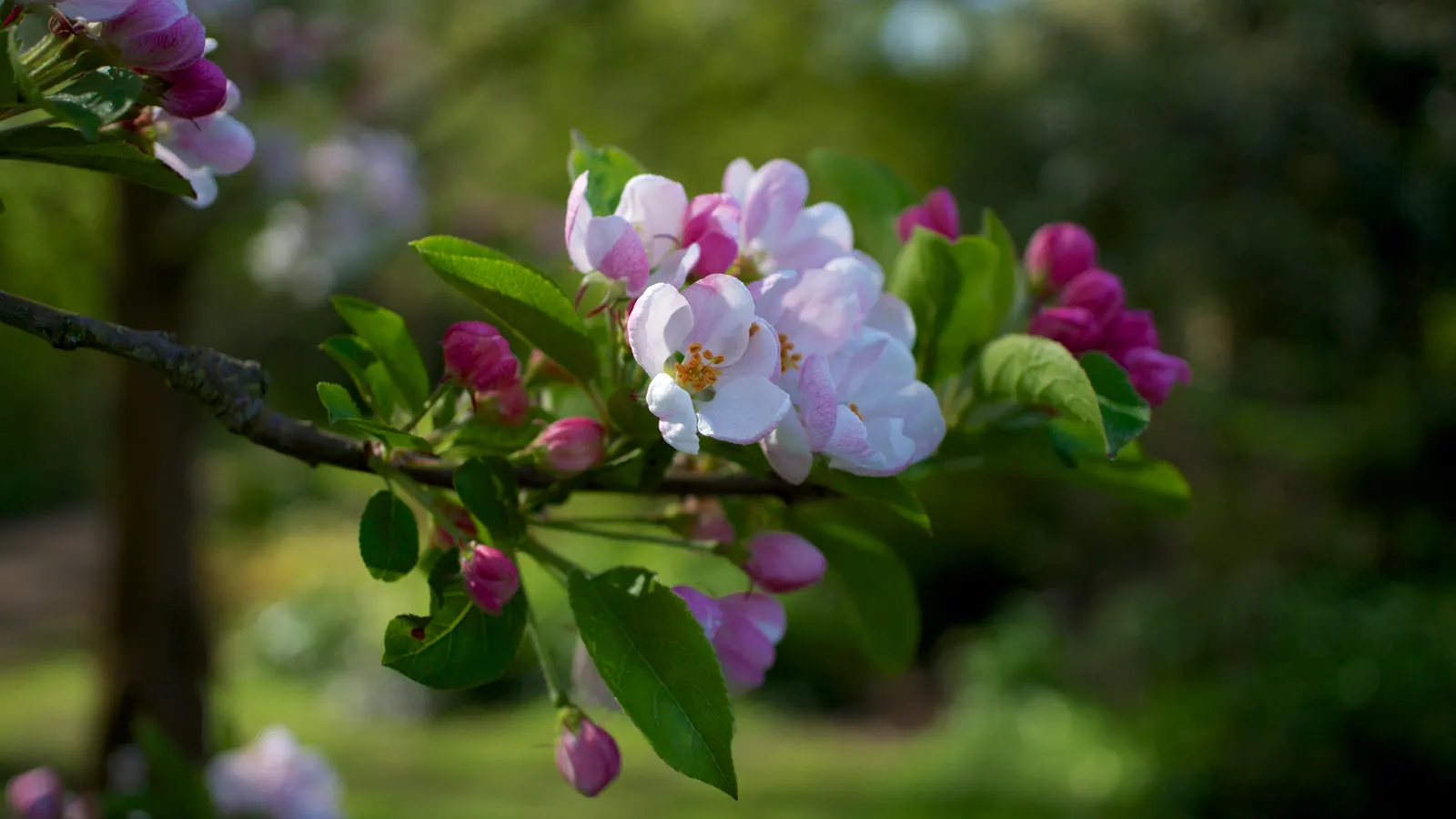 European Crabapple (Malus Sylvestris) — Regular pruning may be necessary to maintain its shape and health, especially in a formal garden setting