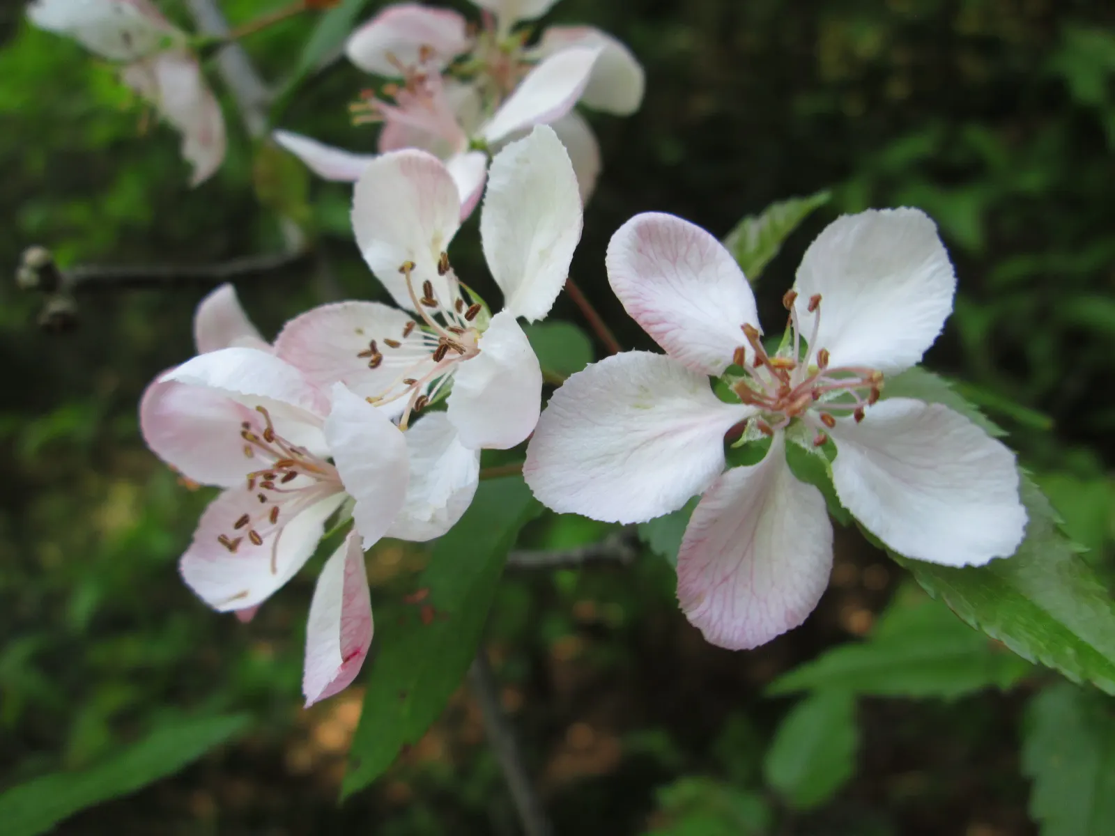 European Crabapple (Malus Sylvestris) — As the seasons transition