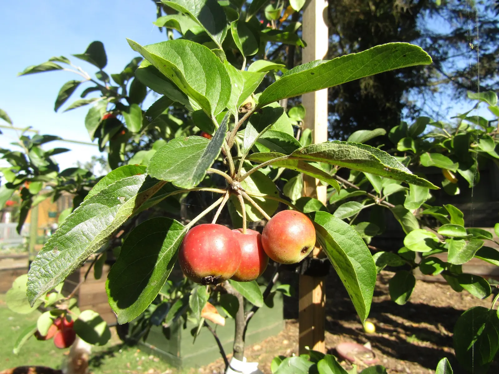 European Crabapple (Malus Sylvestris) — which can provide focal interest or even serve as a natural privacy screen; scientifically known as Malus sylvestris