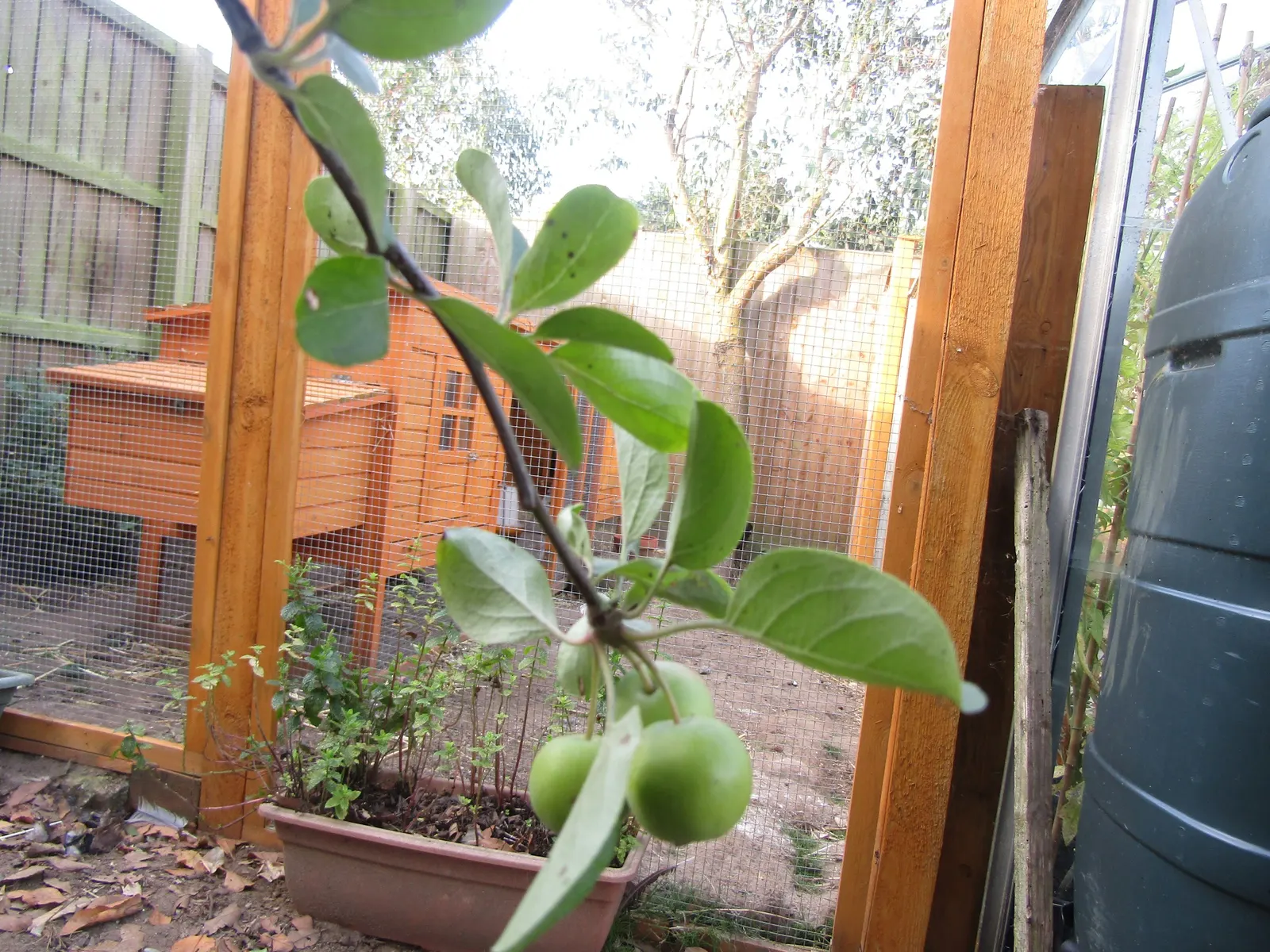 European Crabapple (Malus Sylvestris) — generally maturing in late summer to fall; regular pruning may be necessary to maintain its shape and health
