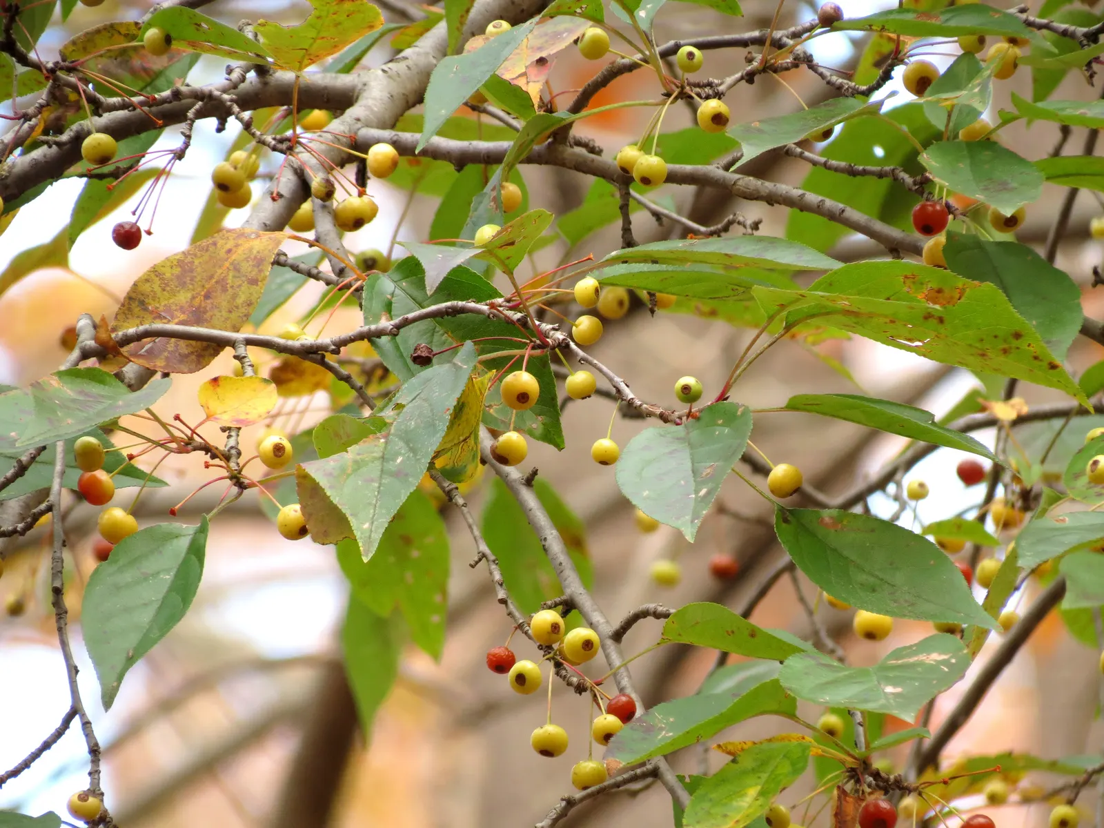 European Crabapple (Malus Sylvestris) — approximately 1 to 2 inches in diameter