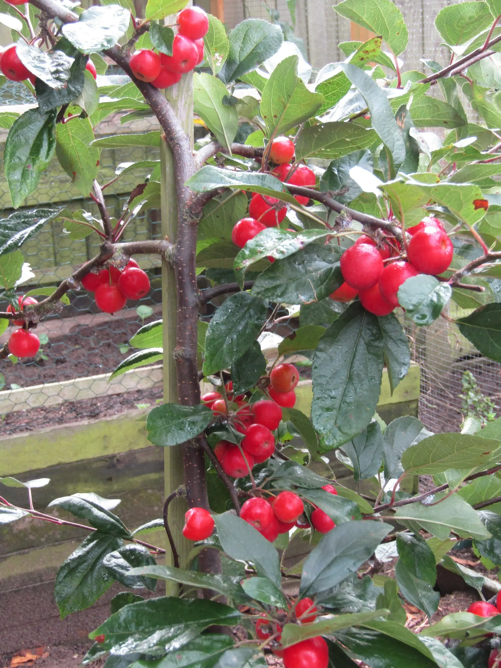 European Crabapple (Malus Sylvestris) — This resilient tree is relatively disease-resistant but can be susceptible to common apple tree afflictions, image 50