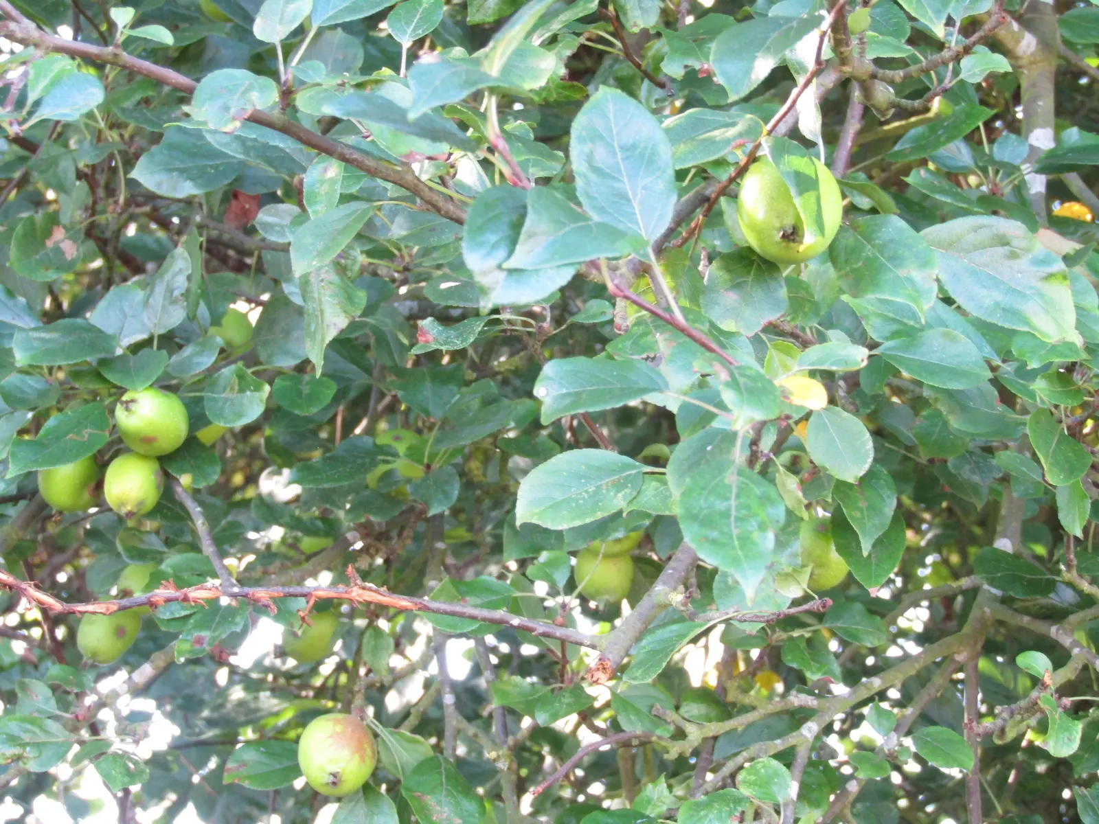 European Crabapple (Malus Sylvestris) — which not only add aesthetic value but also support local pollinators; which can provide focal interest or even serve