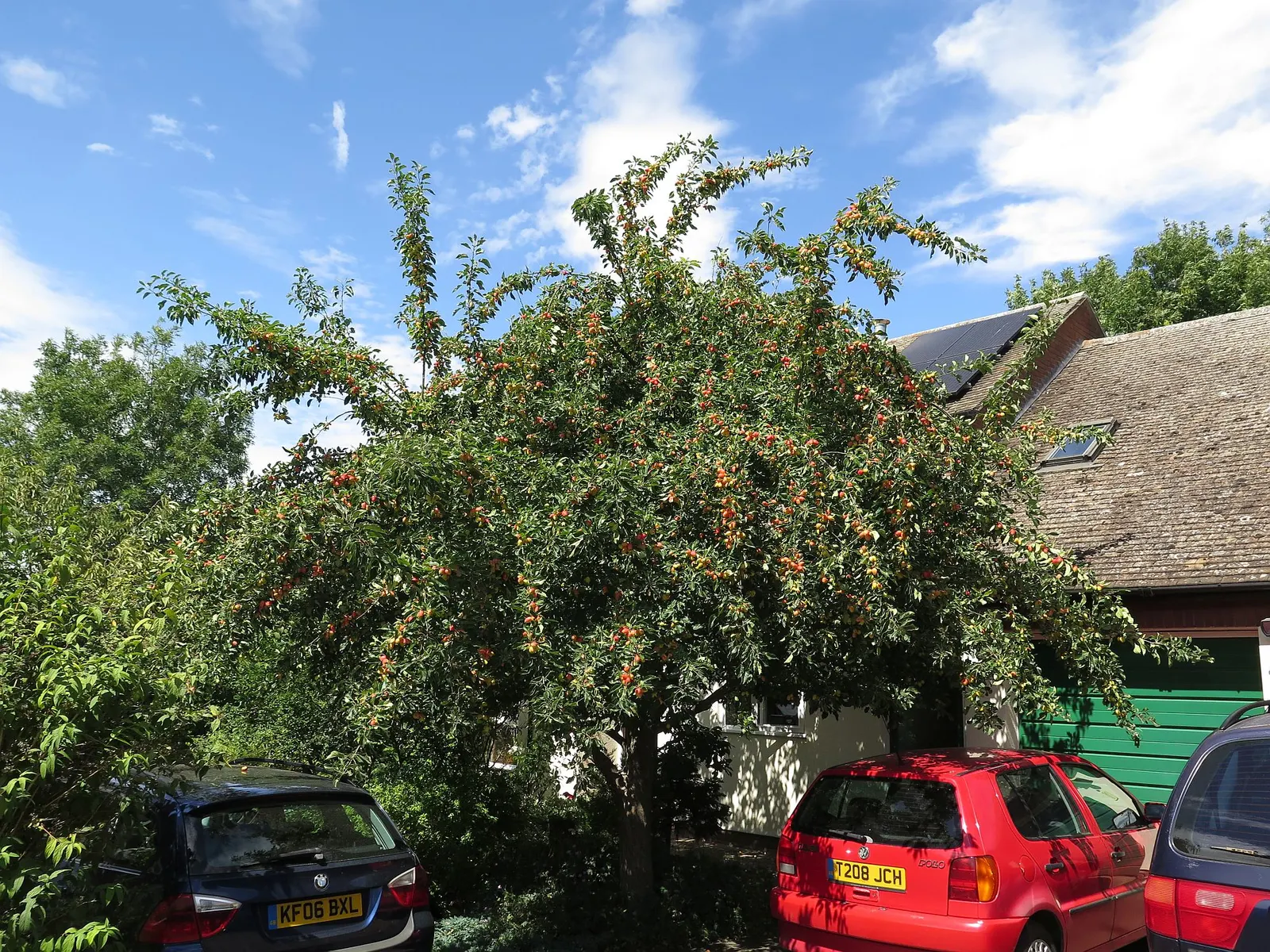 European Crabapple (Malus Sylvestris) — pink flowers in the garden