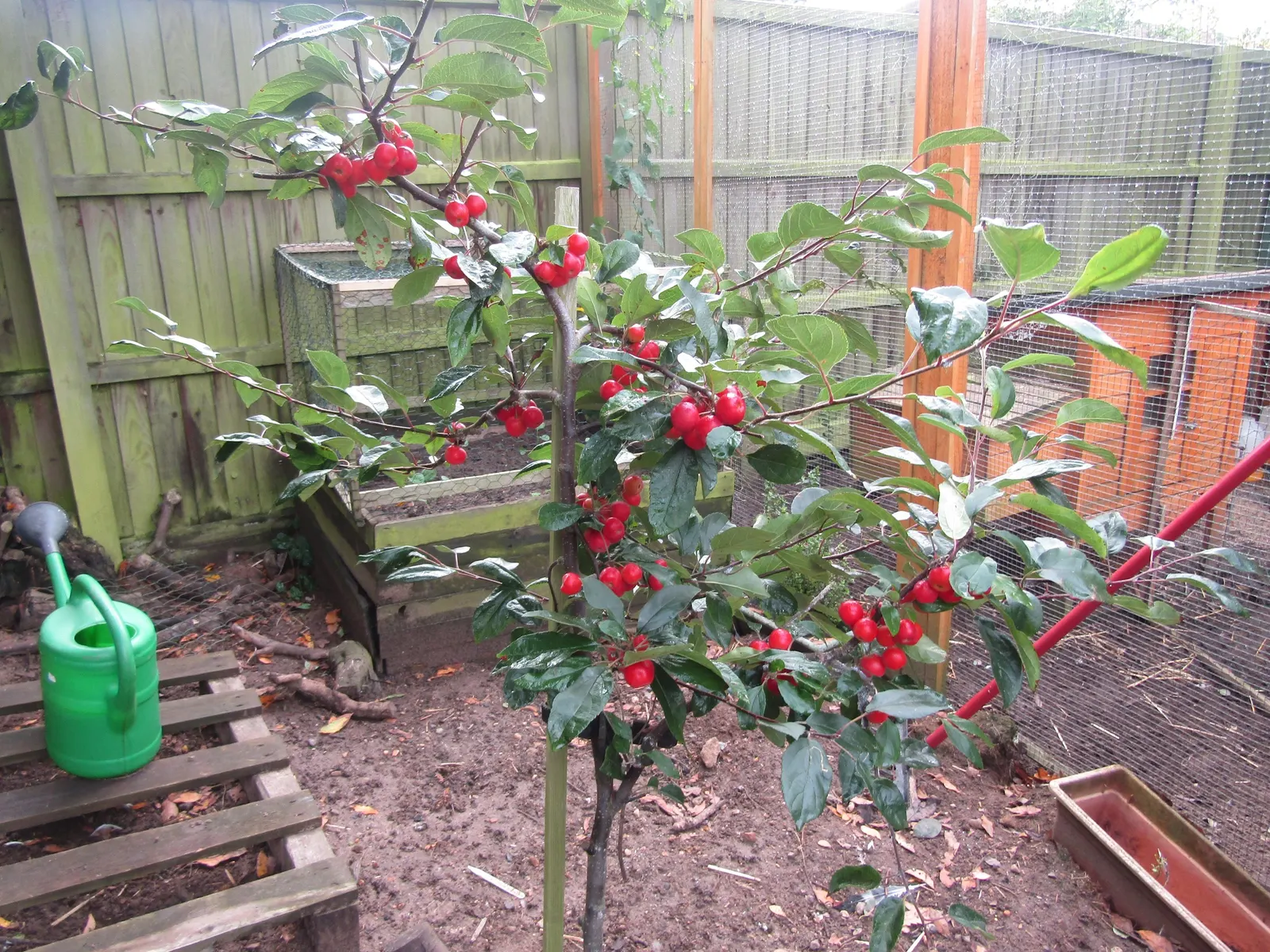 European Crabapple (Malus Sylvestris) — Regular pruning may be necessary to maintain its shape and health, especially in a formal garden setting; as the