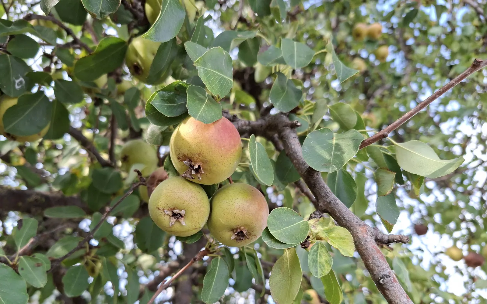 European Crabapple (Malus Sylvestris) — which not only add aesthetic value but also support local pollinators