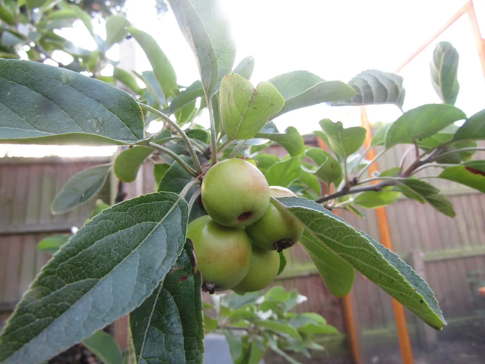 European Crabapple (Malus Sylvestris) — approximately 1 to 2 inches in diameter; which not only add aesthetic value but also support local pollinators