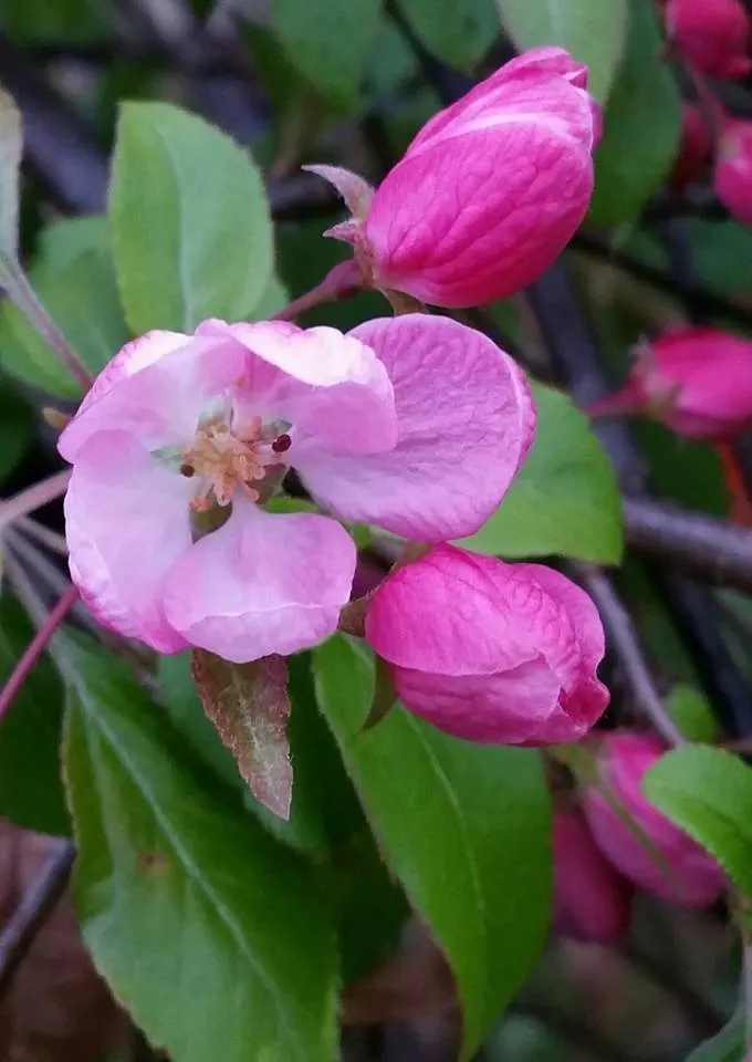 European Crabapple (Malus Sylvestris) — typically reaching an ultimate height of 15 to 20 feet