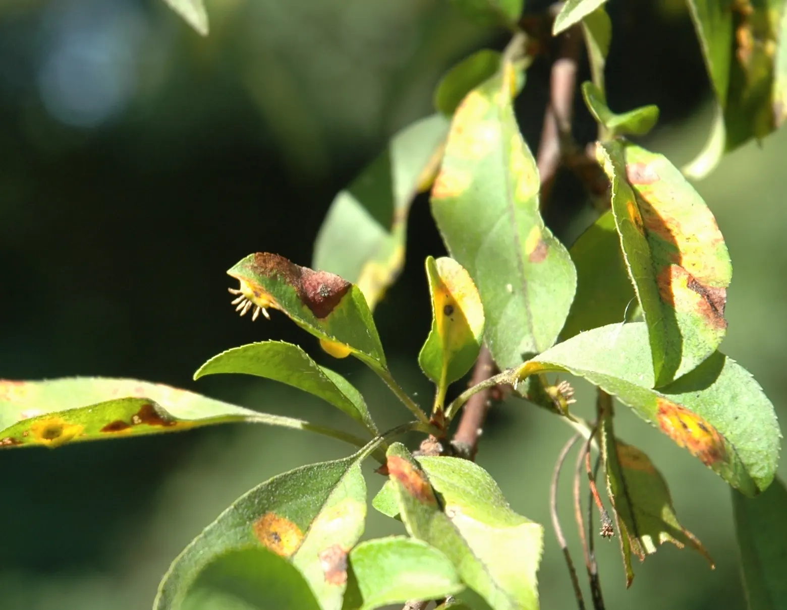European Crabapple (Malus Sylvestris) — Preferring full sun, it adapts to various soils, offering moderate drought tolerance