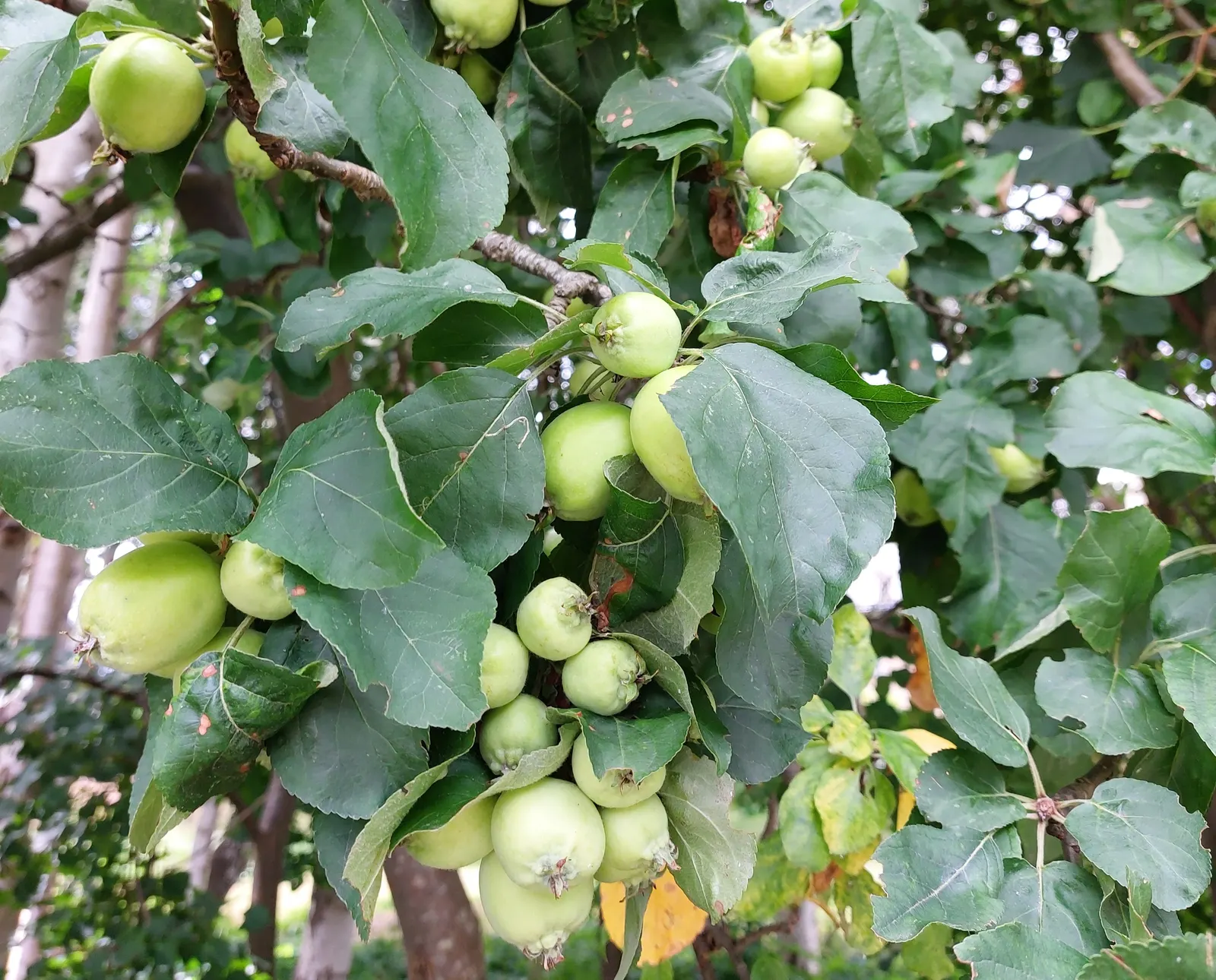 European Crabapple (Malus Sylvestris) — scientifically known as Malus sylvestris
