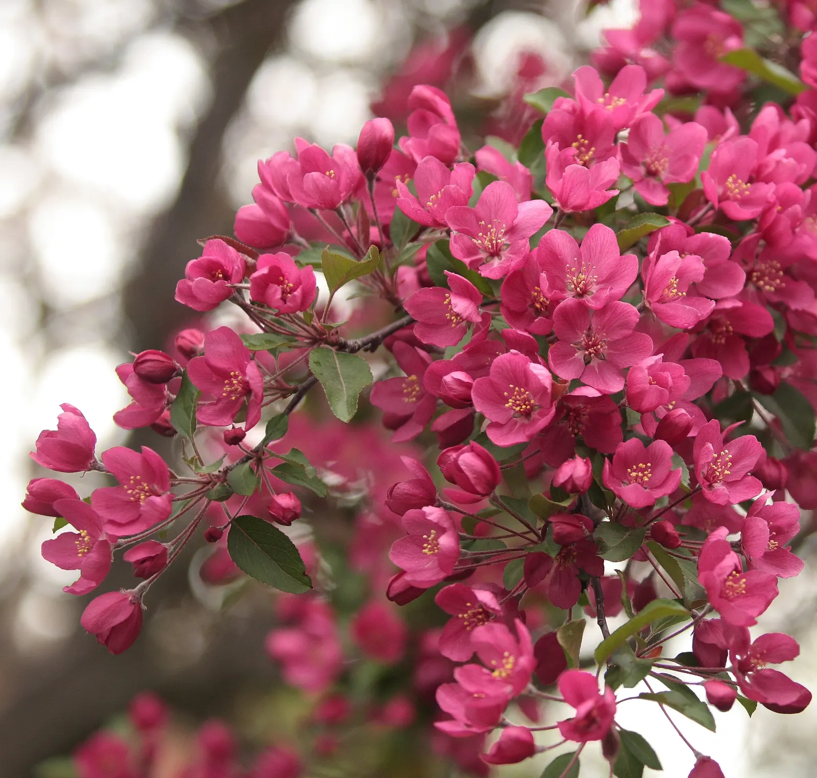 European Crabapple (Malus Sylvestris) — it's an excellent wildlife attractant