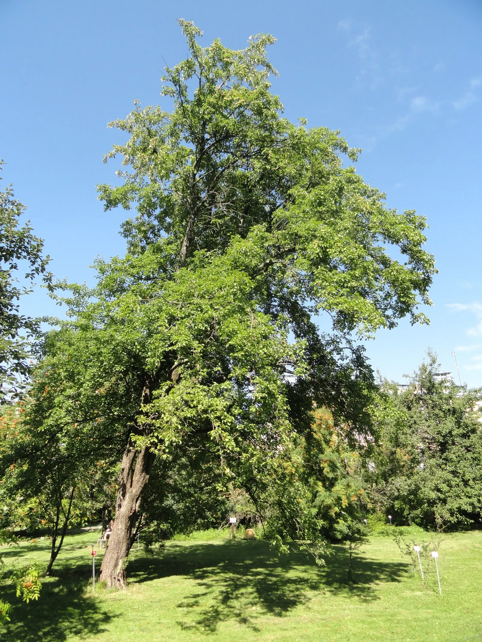 European Crabapple (Malus Sylvestris) — Admired for its spring blossoms and autumnal crabapples