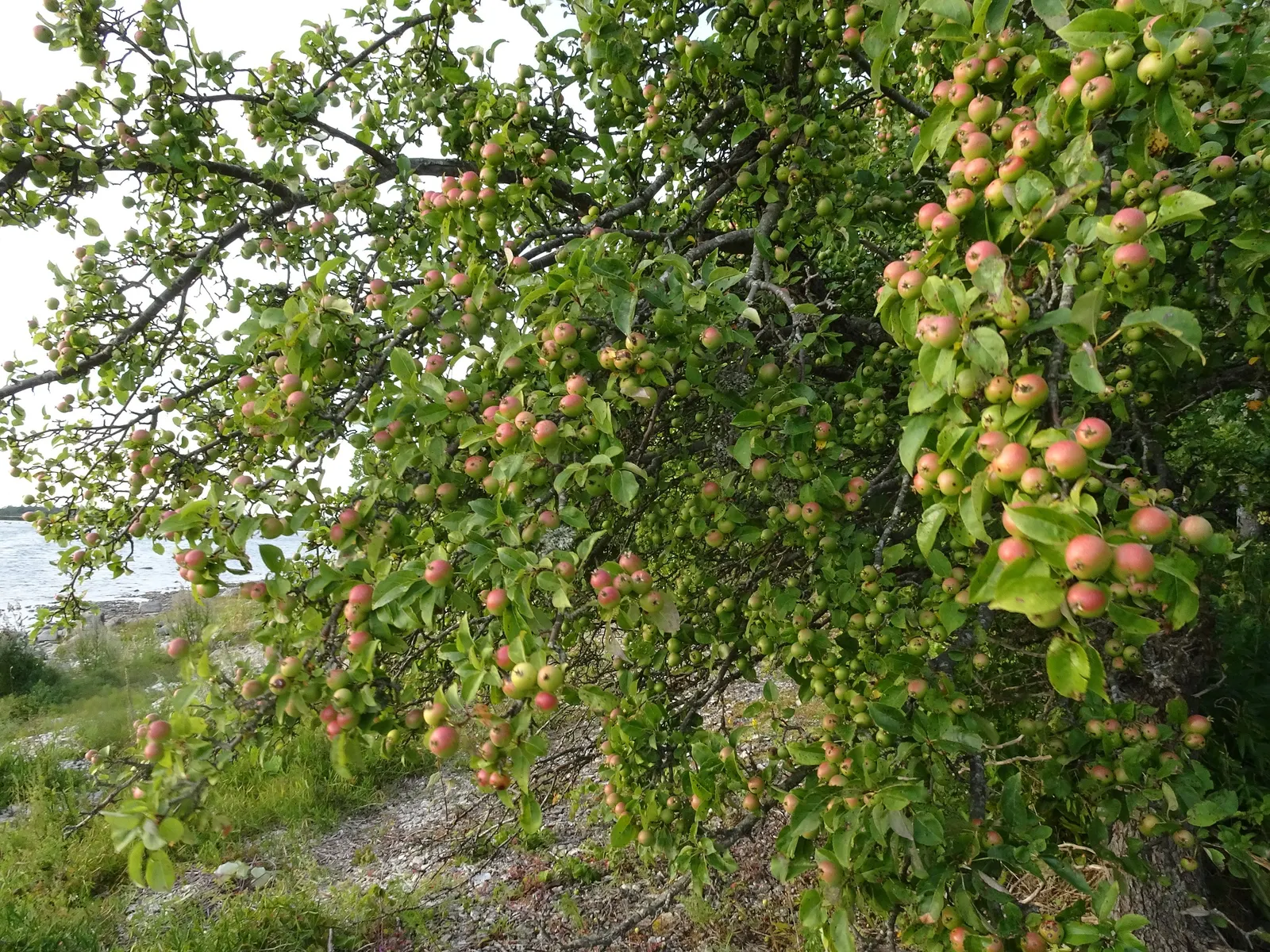 European Crabapple (Malus Sylvestris) — thrives in USDA zones 4-8