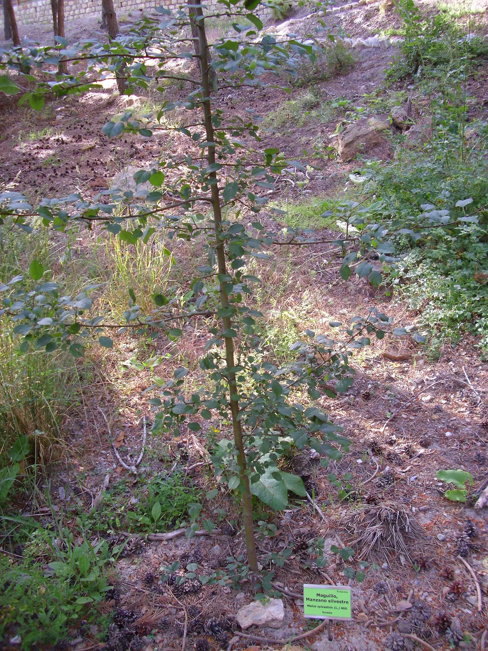 European Crabapple (Malus Sylvestris) — reaching 15-20 feet in height and spread