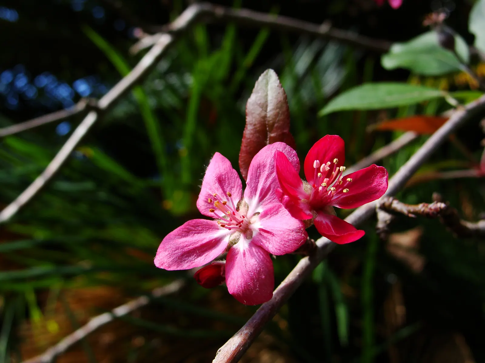 European Crabapple (Malus Sylvestris) — measuring up to 1 inch in diameter