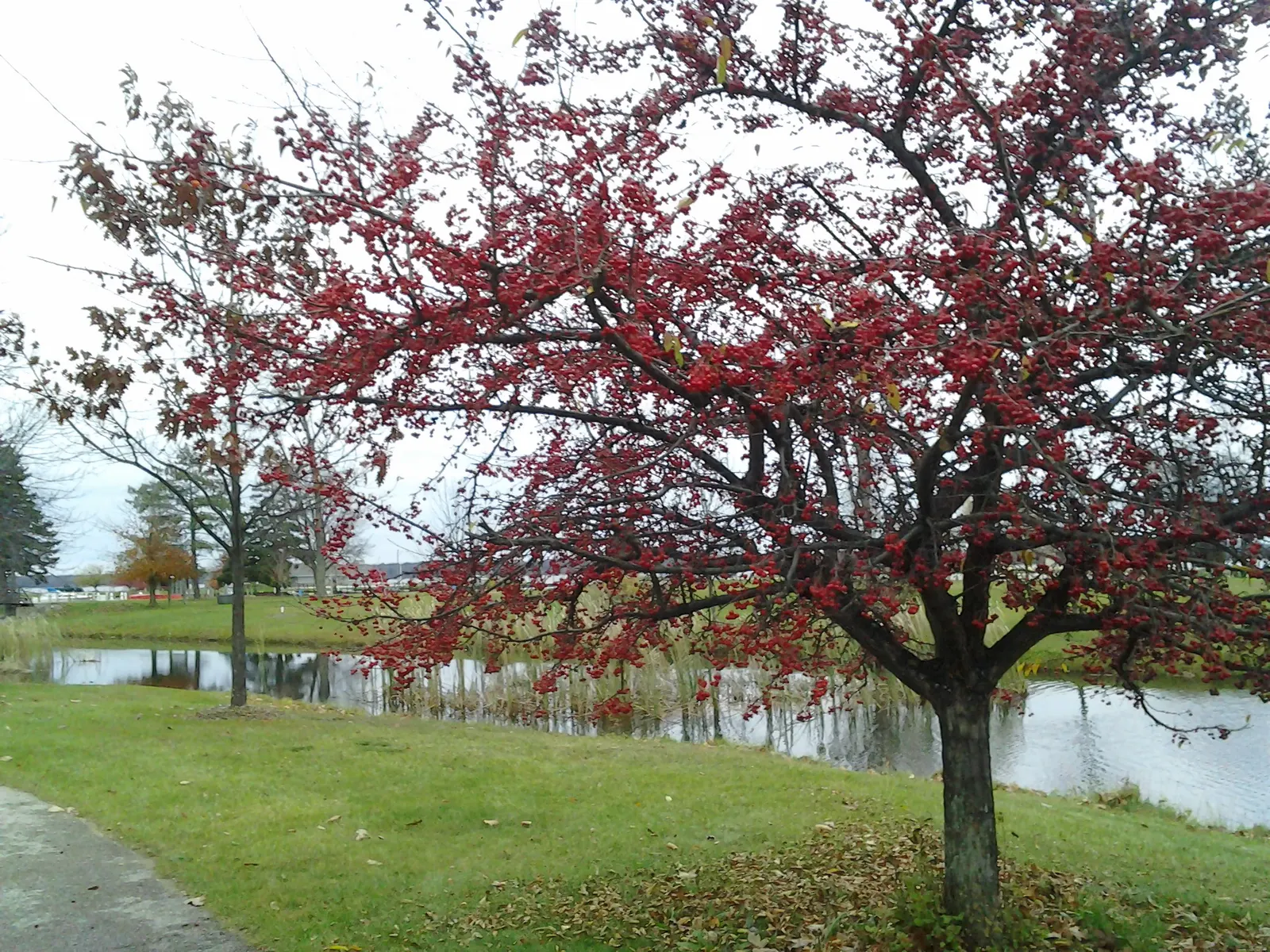 European Crabapple (Malus Sylvestris) — is a deciduous tree of modest size