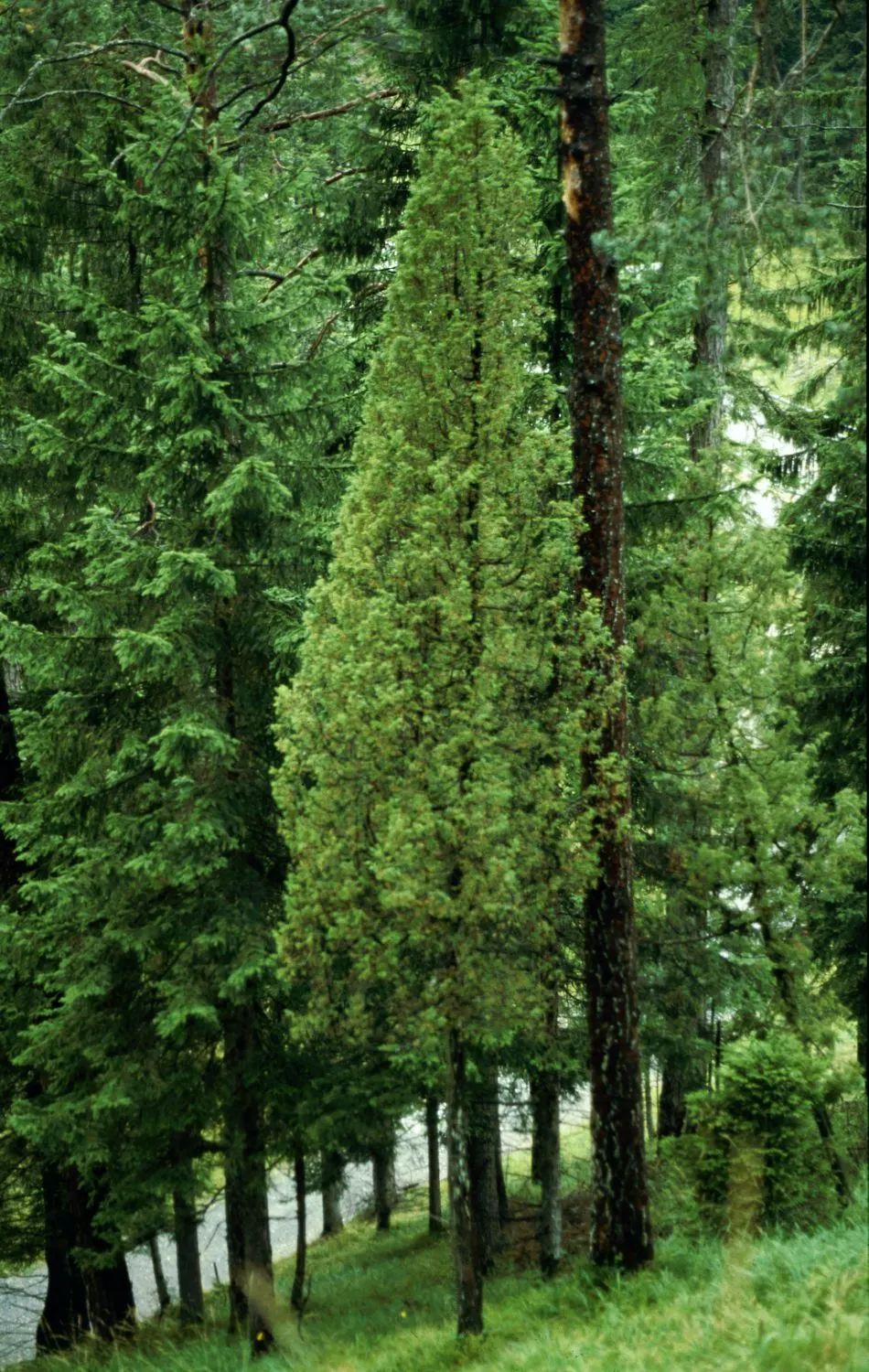 Common Juniper (Juniperus Communis) — while spreading 4 to 8 feet wide