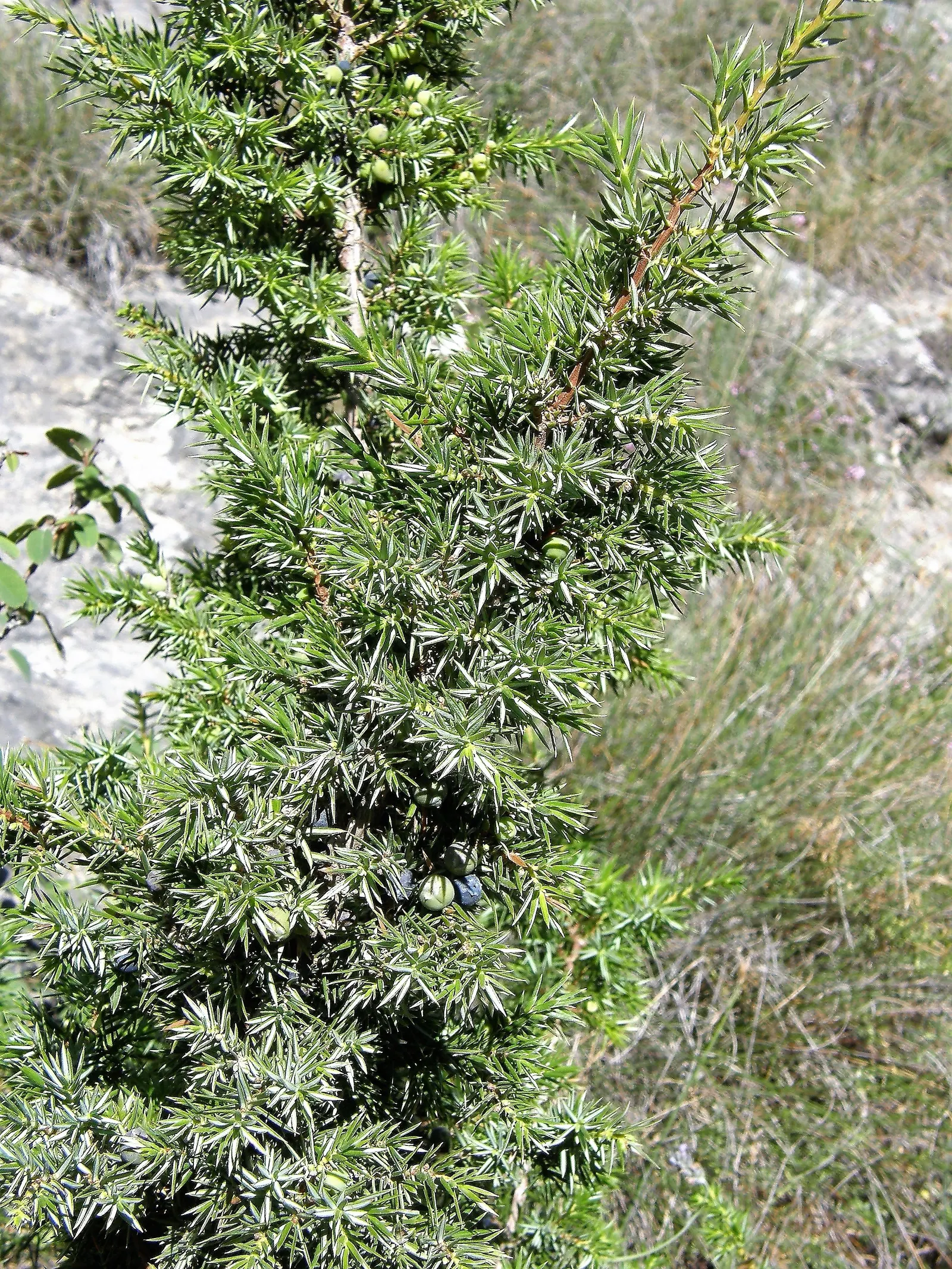 Common Juniper (Juniperus Communis) — dark green hue and can grow up to 0.4 inches long; scientifically known as Juniperus communis, image 55