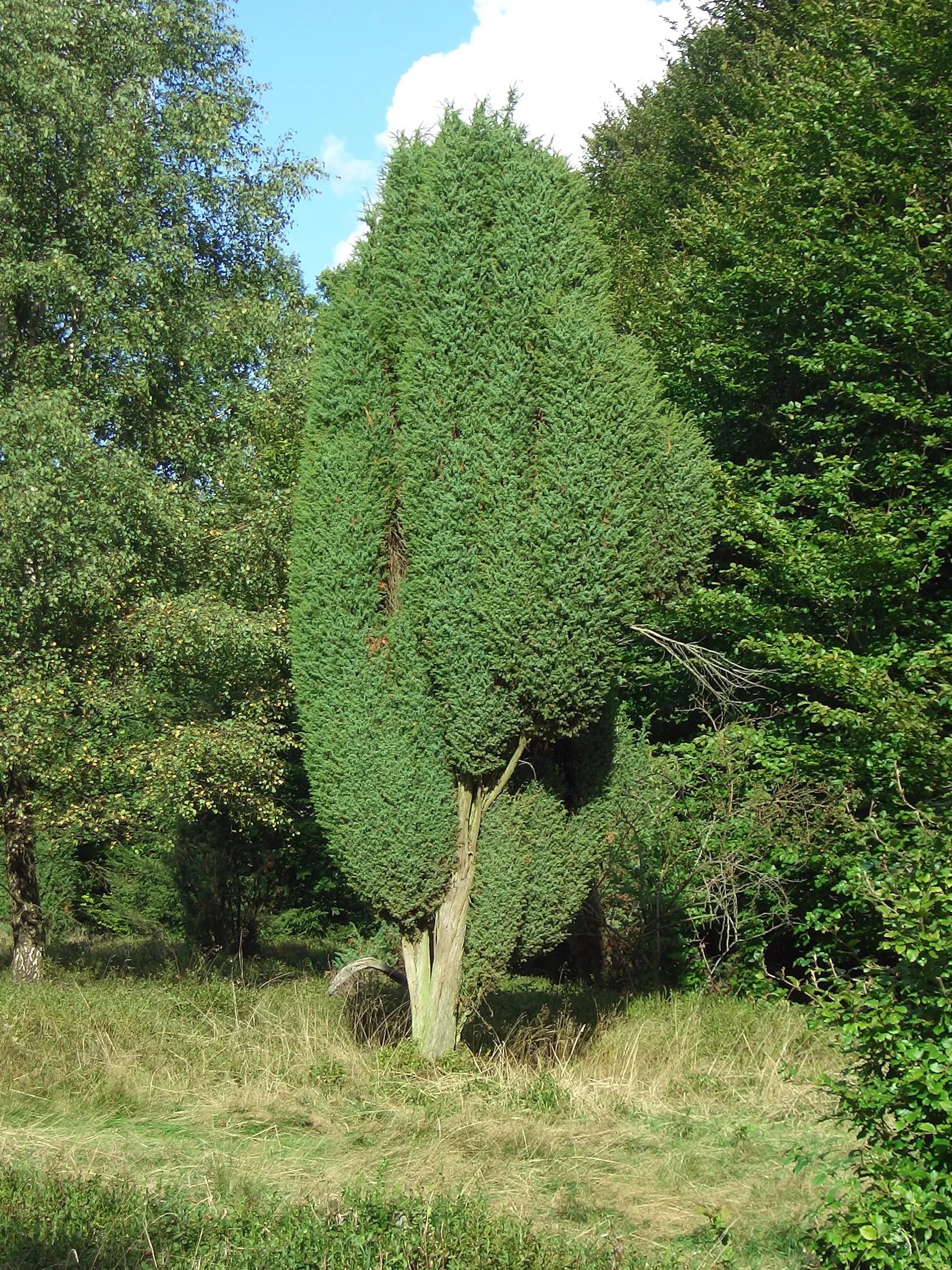Common Juniper (Juniperus Communis) — Blue-black berries add year-round interest, ideal for hedges or accent planting