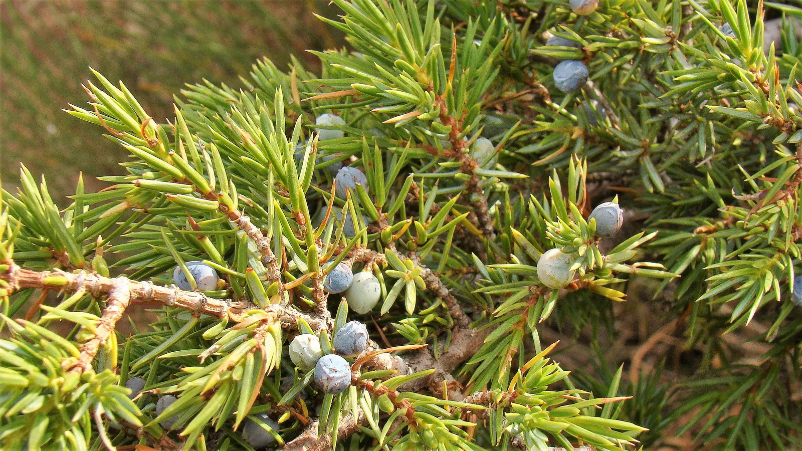 Common Juniper (Juniperus Communis) — scientifically known as Juniperus communis; is an evergreen conifer that adds both visual appeal and, image 52