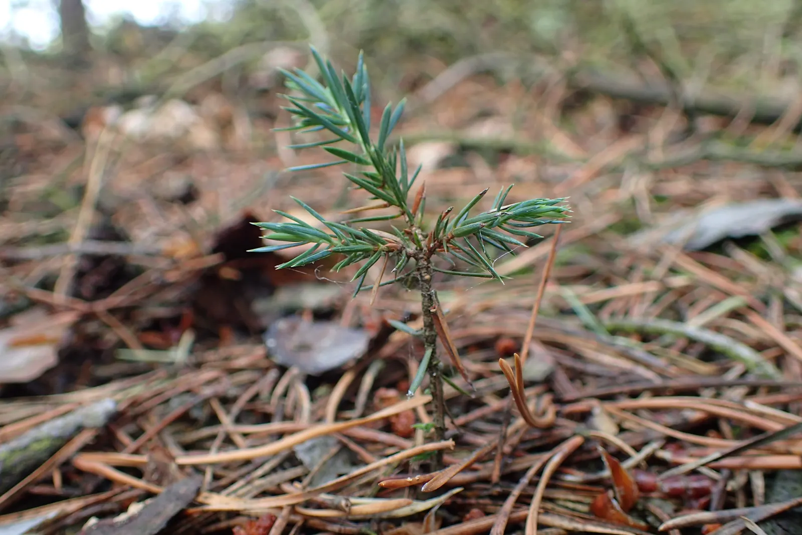 Common Juniper (Juniperus Communis) — Blue-black berries add year-round interest, ideal for hedges or accent planting; needle-like foliage on stiff branches