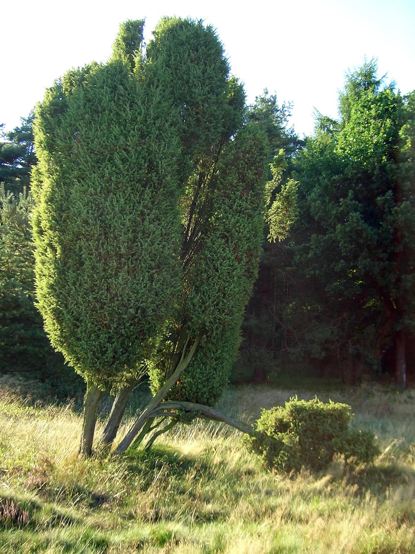 Common Juniper (Juniperus Communis) — dark green hue and can grow up to 0.4 inches long