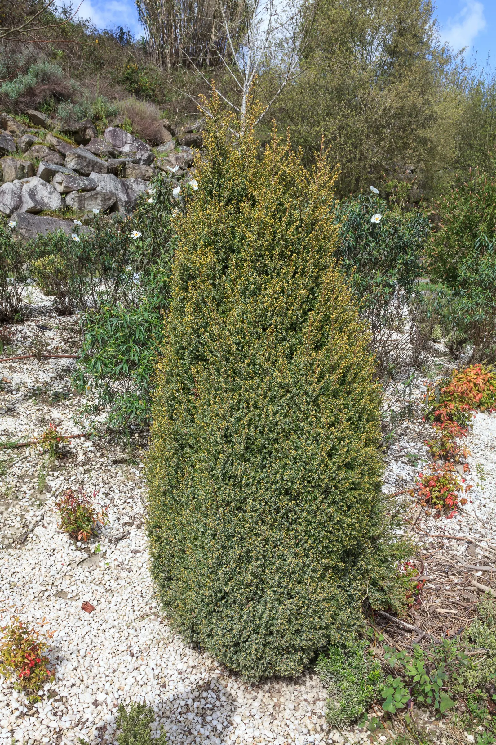 Common Juniper (Juniperus Communis) — needle-like foliage on stiff branches; dark green hue and can grow up to 0.4 inches long, image 46