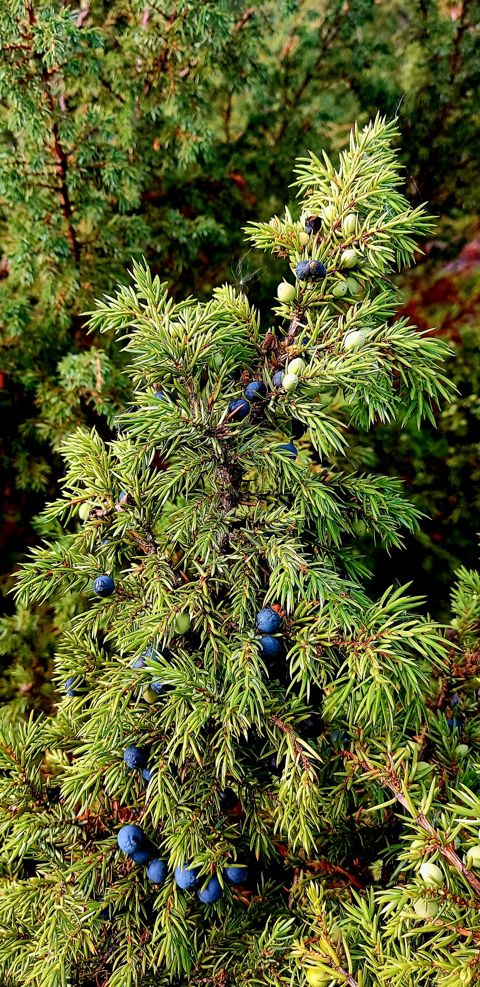 Common Juniper (Juniperus Communis) — is a coniferous evergreen exhibiting dense; it thrives in USDA zones 2-6, image 45