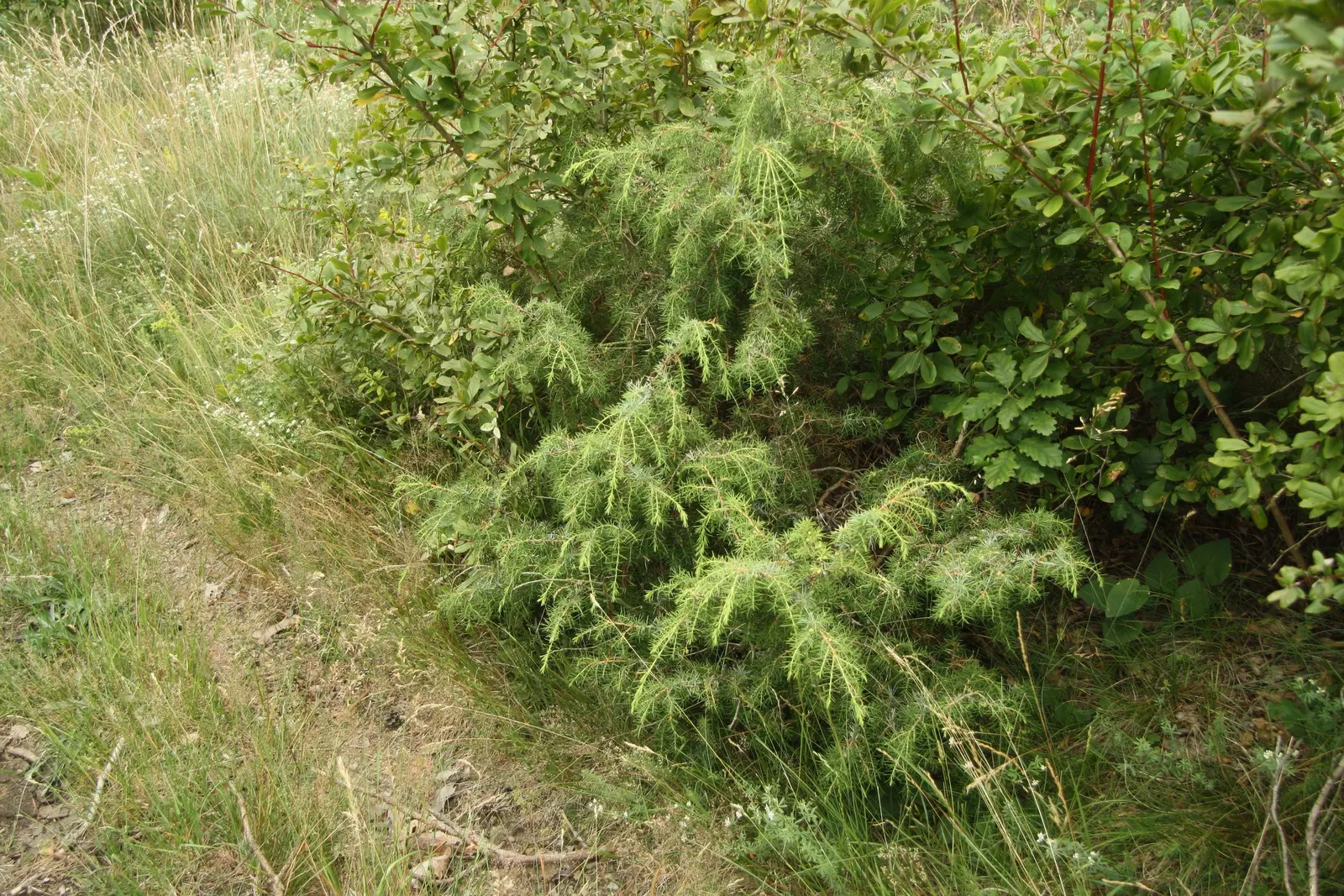 Common Juniper (Juniperus Communis) — and is tolerant of various soil types; its adaptability allows it to prosper in full sun to partial shade, image 50