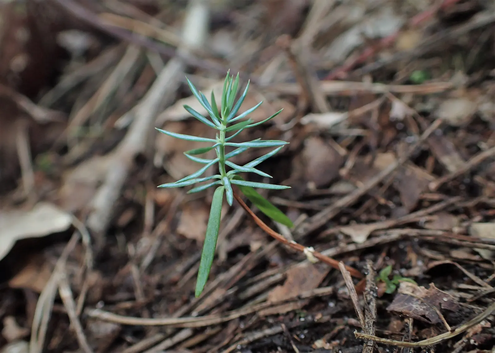 Common Juniper (Juniperus Communis) — This versatile species is characterized by its needle-like leaves