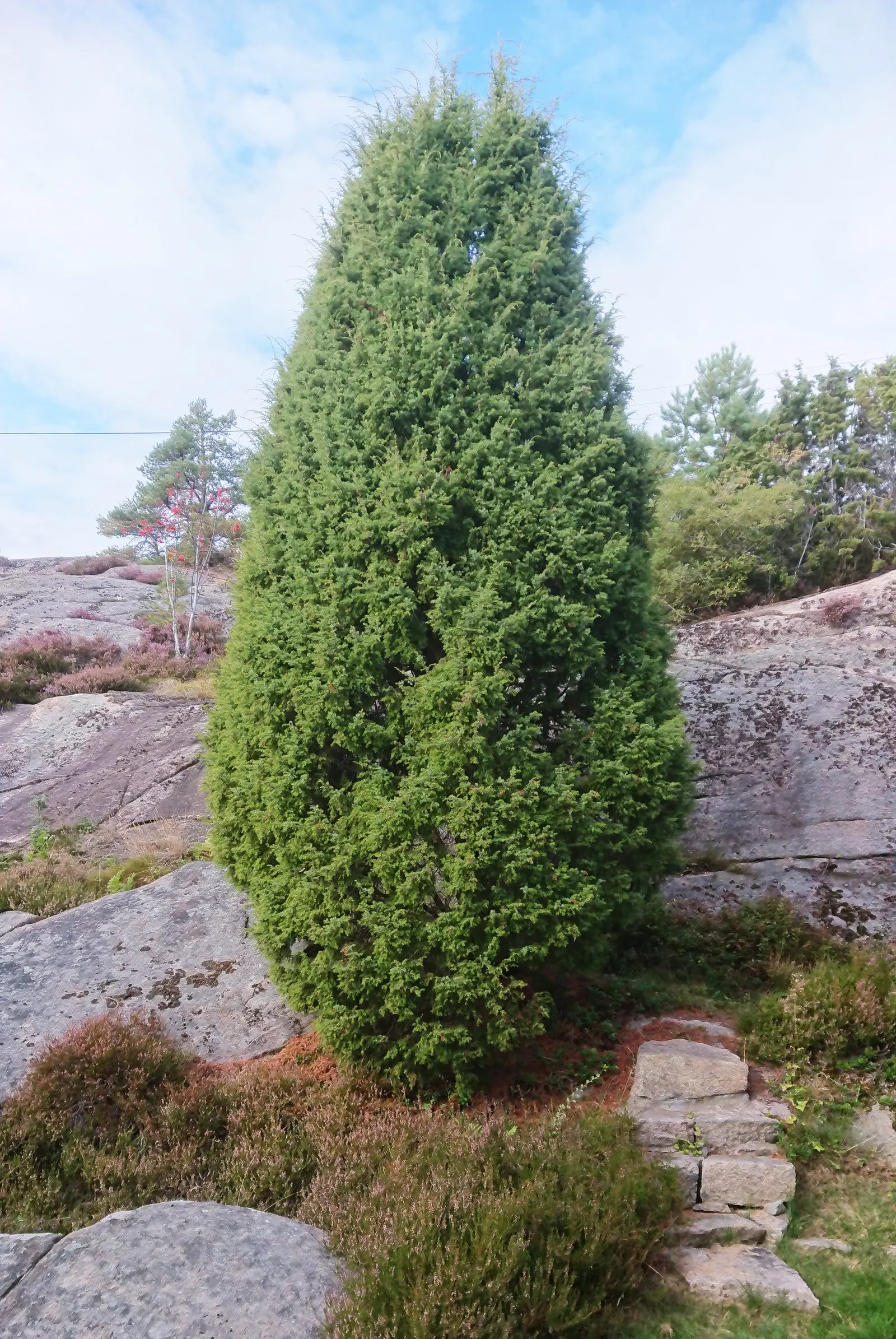 Common Juniper (Juniperus Communis) — For an optimal development