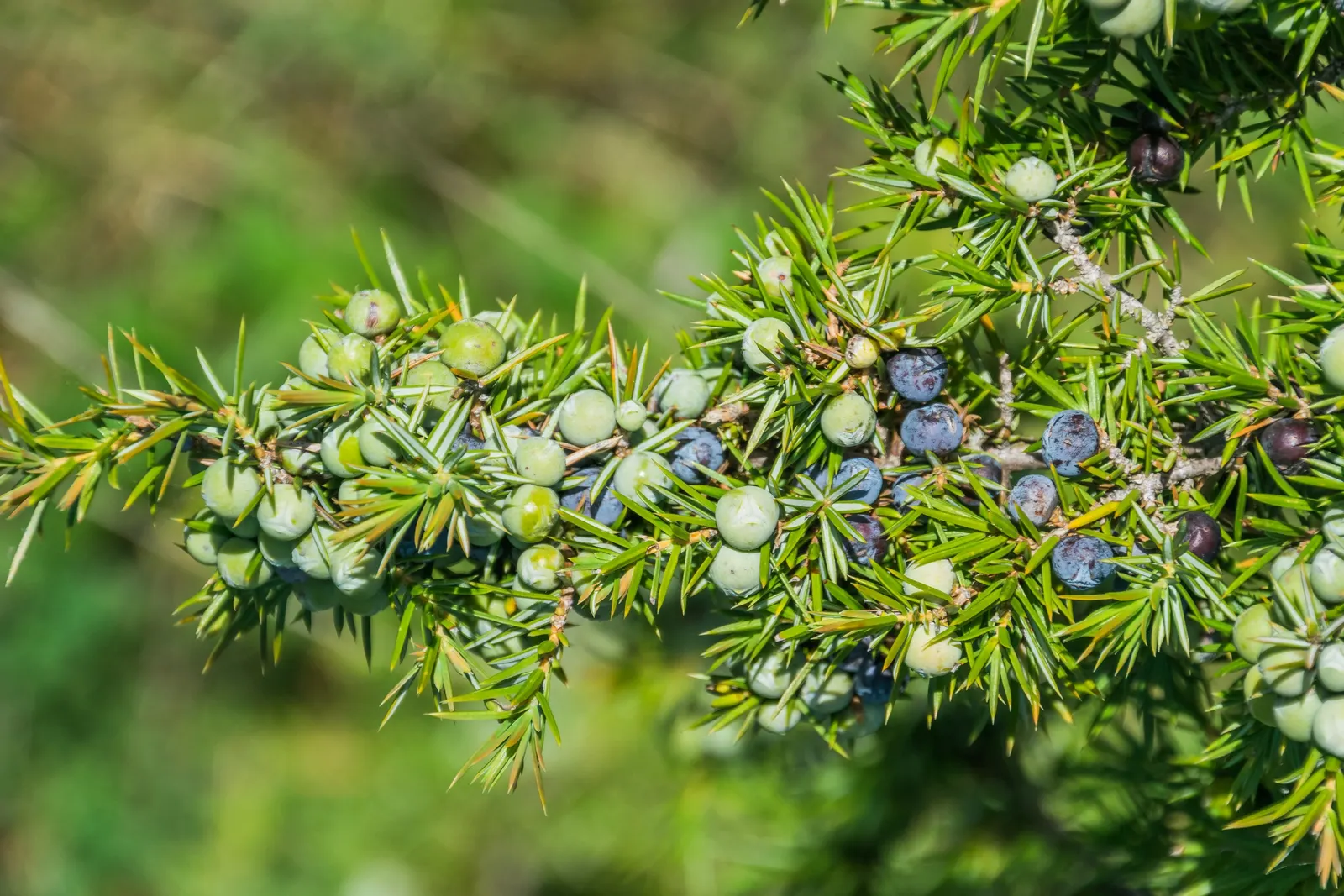 Common Juniper (Juniperus Communis) — This versatile species is characterized by its needle-like leaves; is a coniferous evergreen exhibiting dense