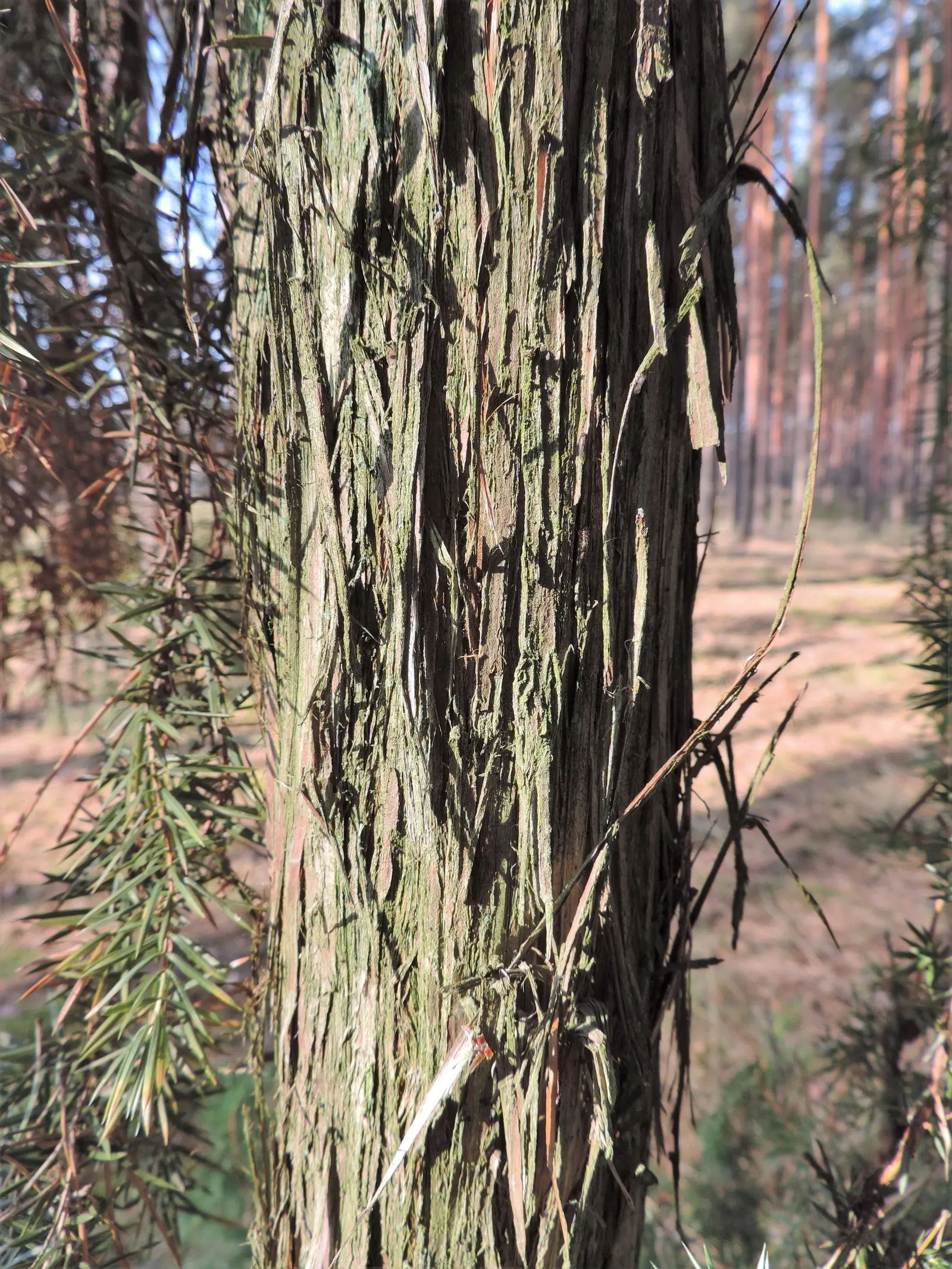 Common Juniper (Juniperus Communis) — A distinguishing feature of Juniperus communis is the presence of its berry-like cones; while spreading 4 to 8 feet wide
