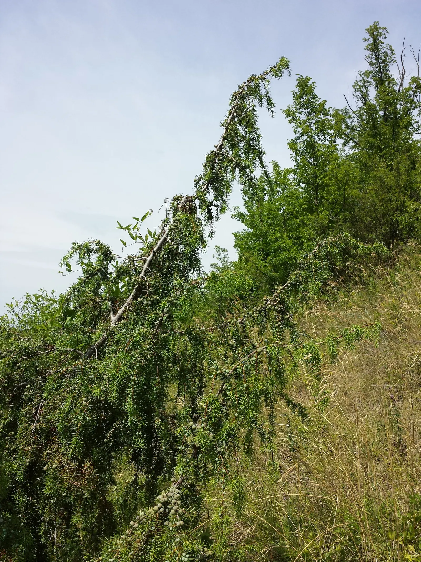 Common Juniper (Juniperus Communis) — A distinguishing feature of Juniperus communis is the presence of its berry-like cones; while spreading 4 to, image 56