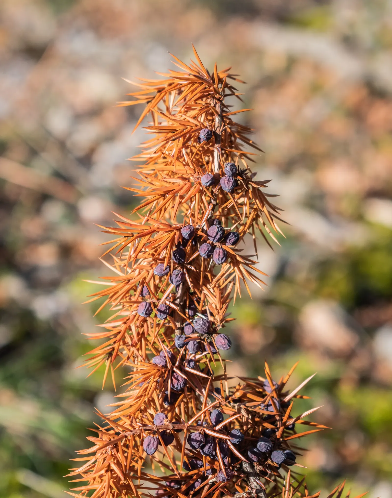 Common Juniper (Juniperus Communis) — For an optimal development; often referred to as juniper berries