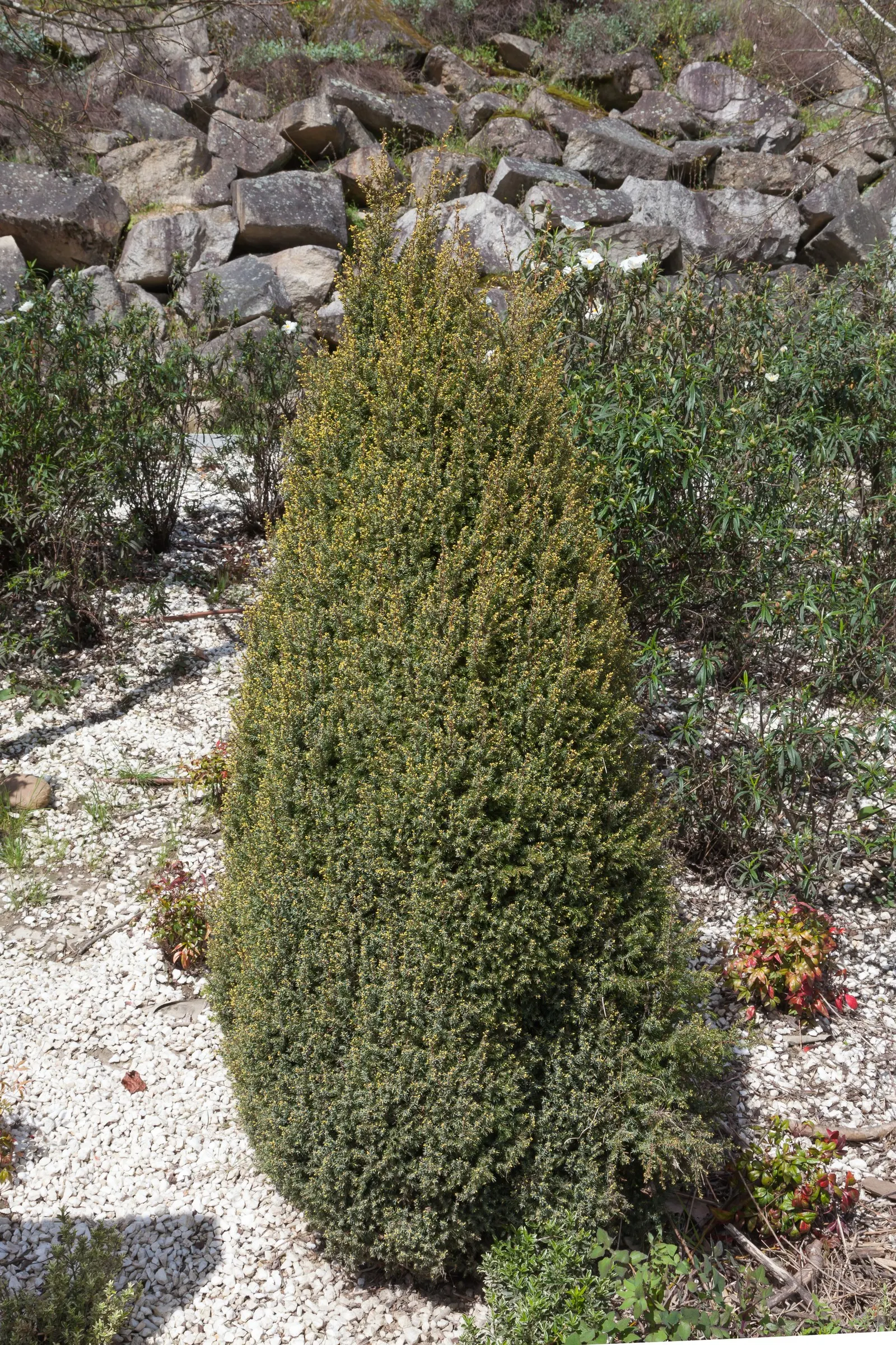 Common Juniper (Juniperus Communis) — is an evergreen conifer that adds both visual appeal and functionality to diverse landscape designs
