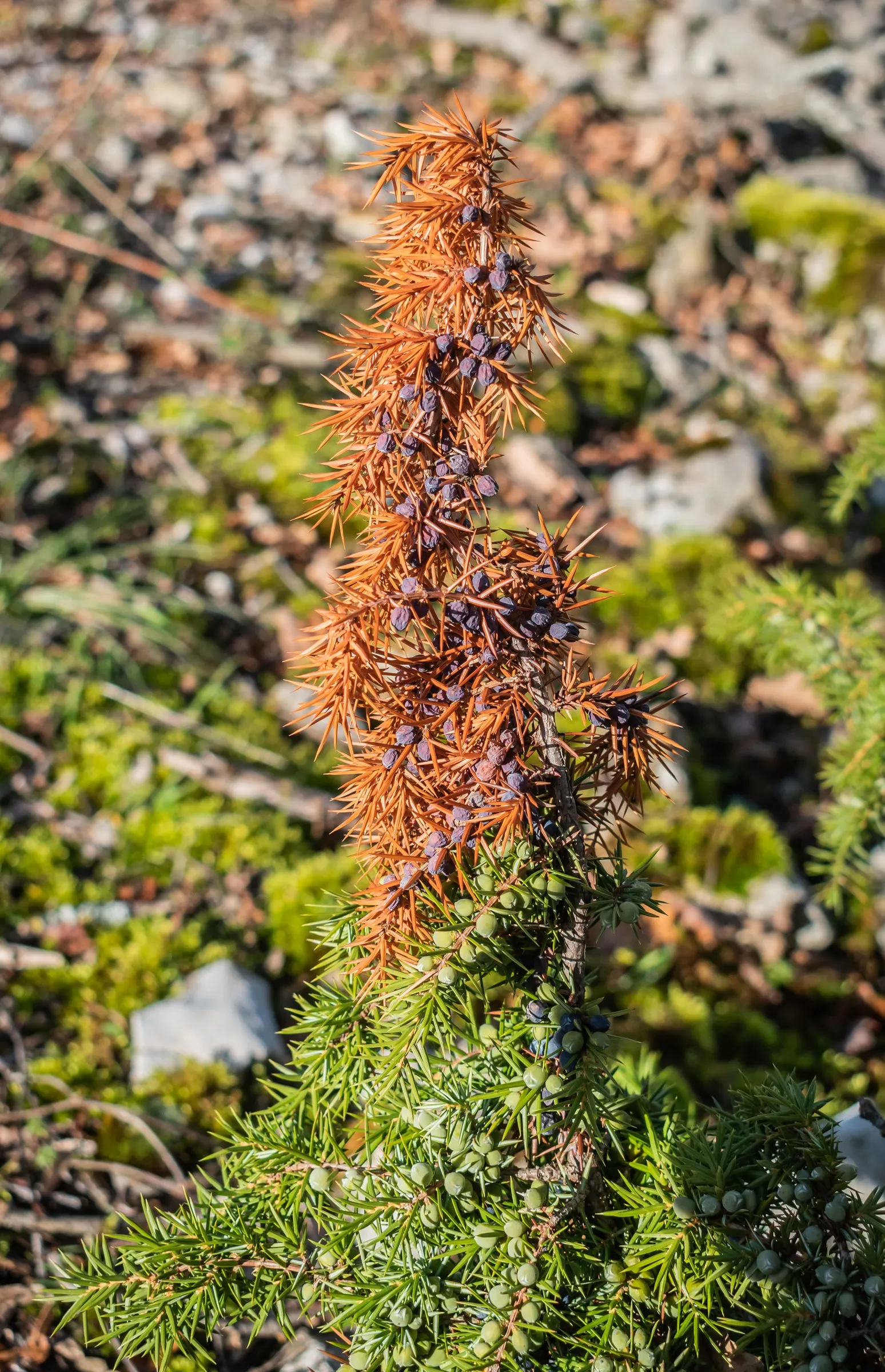 Common Juniper (Juniperus Communis) — conifer / shrub for full; it should be planted with ample space to accommodate its mature spread