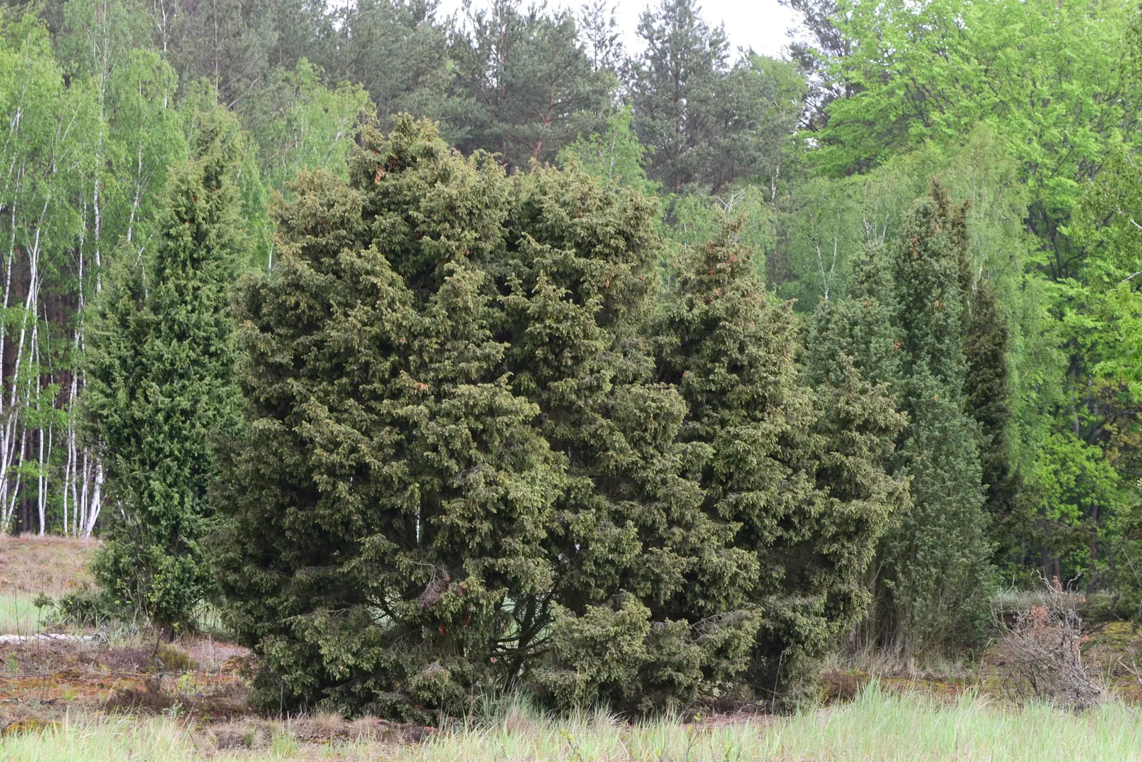Common Juniper (Juniperus Communis) — dark green hue and can grow up to 0.4 inches long; scientifically known as Juniperus communis